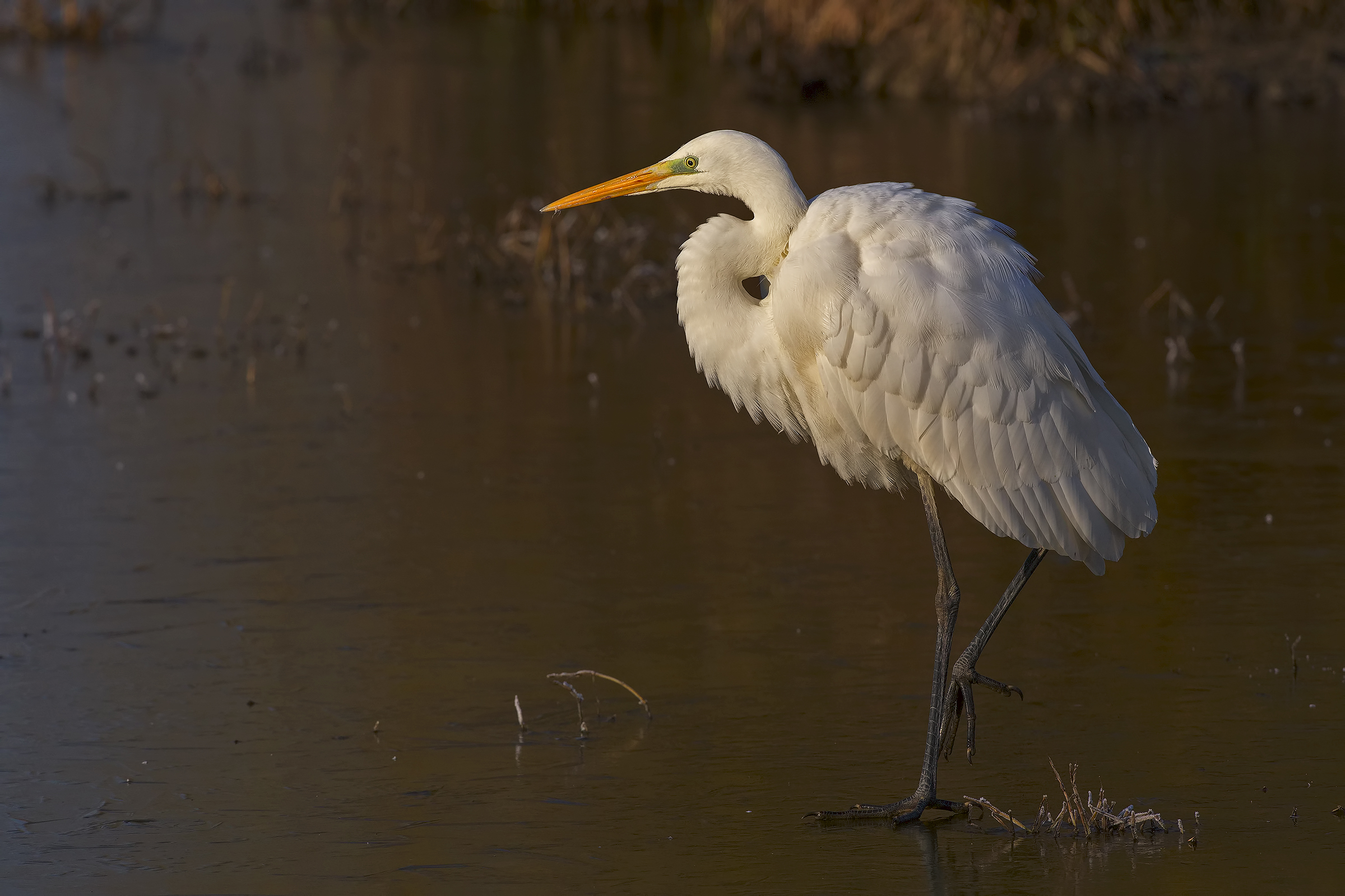 Great white heron