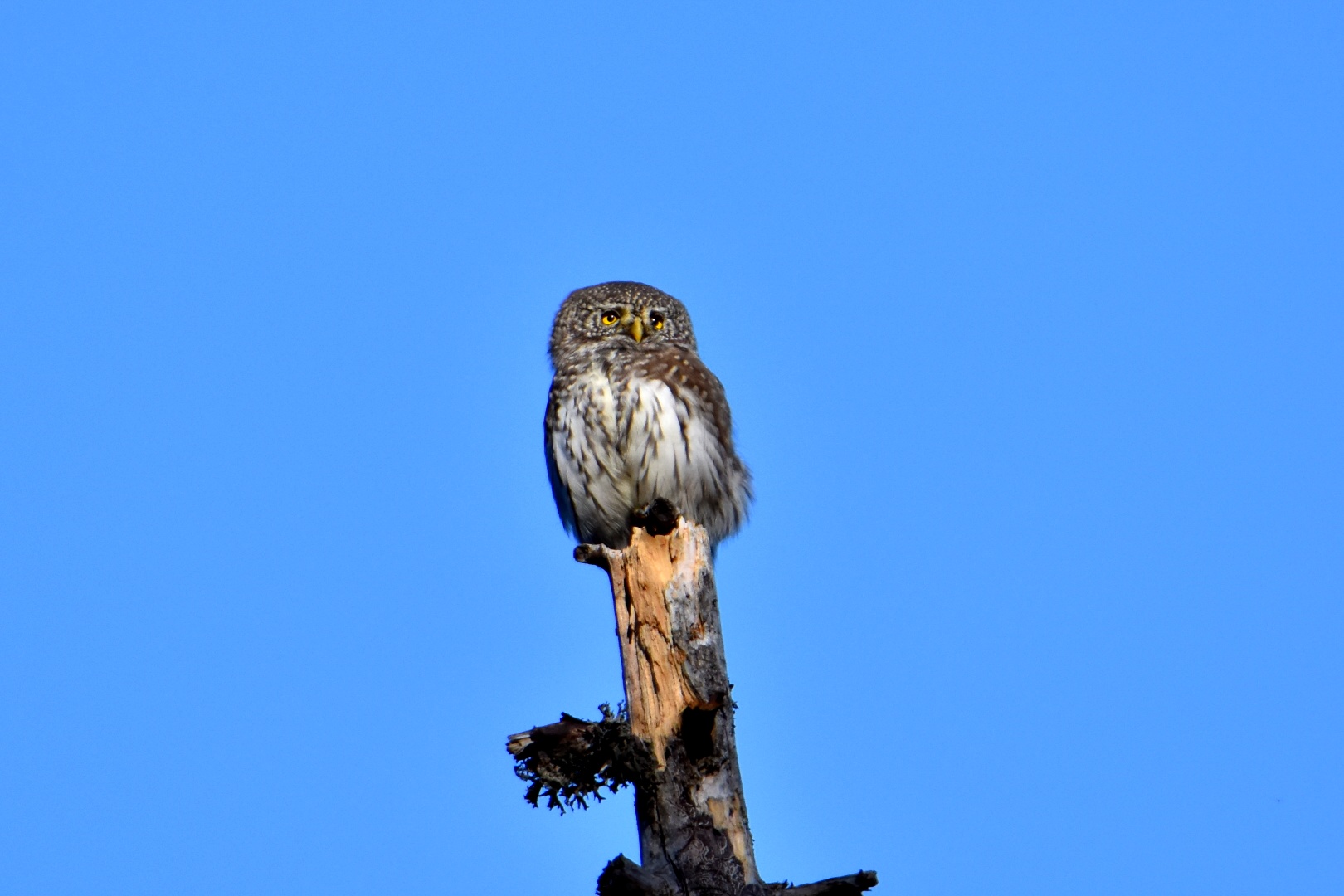 Dwarf owl