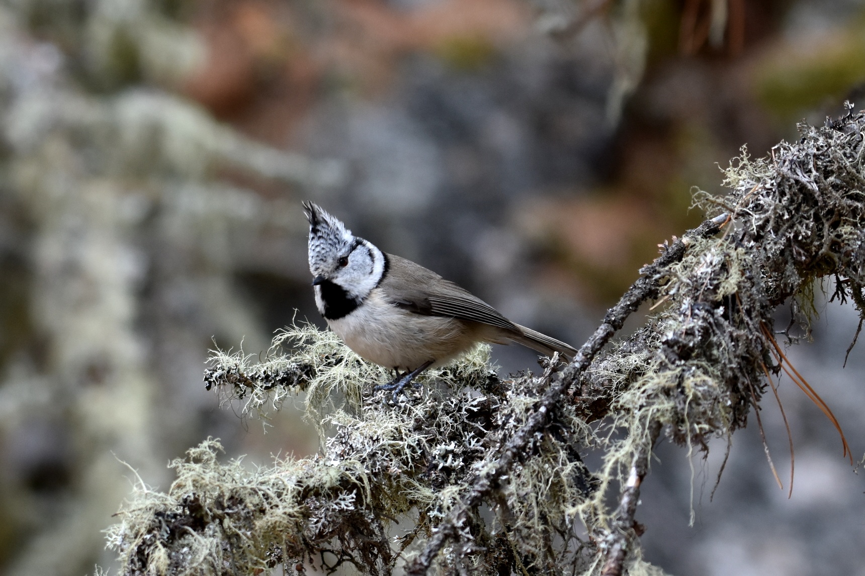 Catching from the tuft