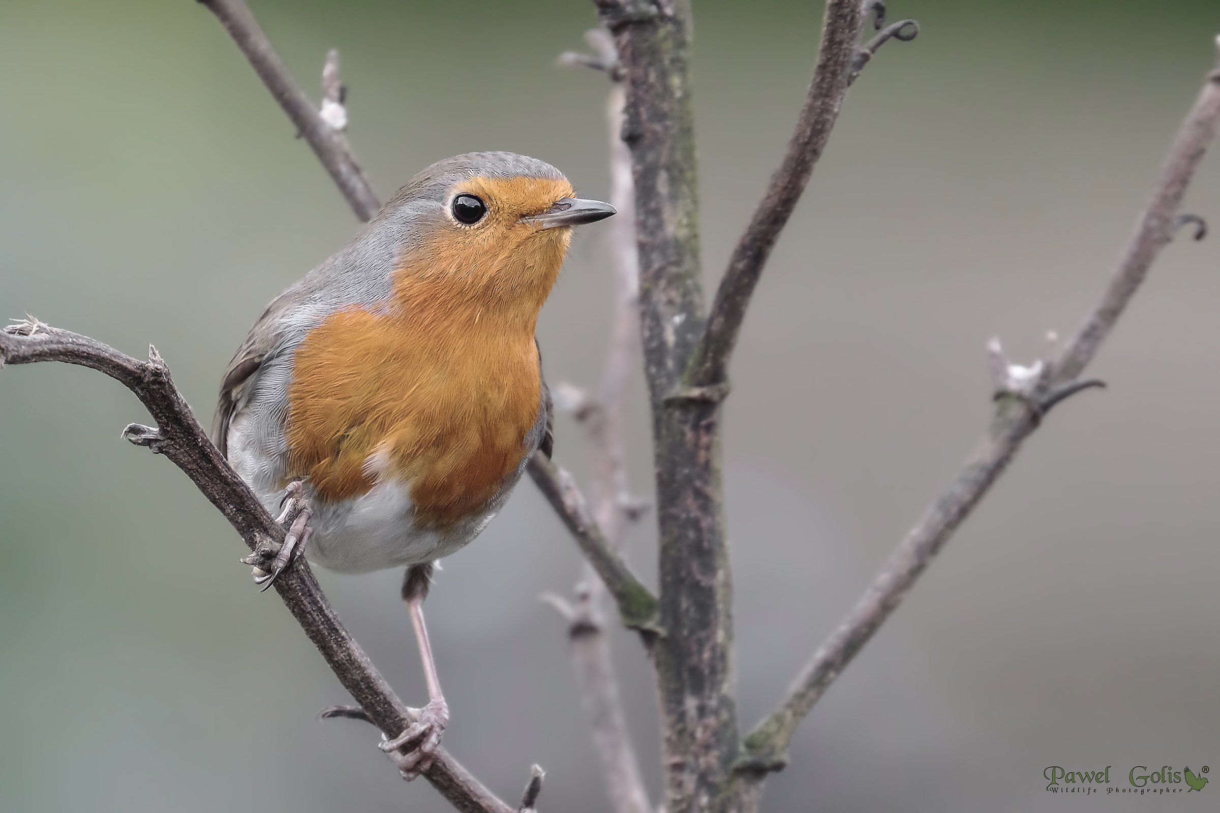 Robin (Erithacus rubecula)