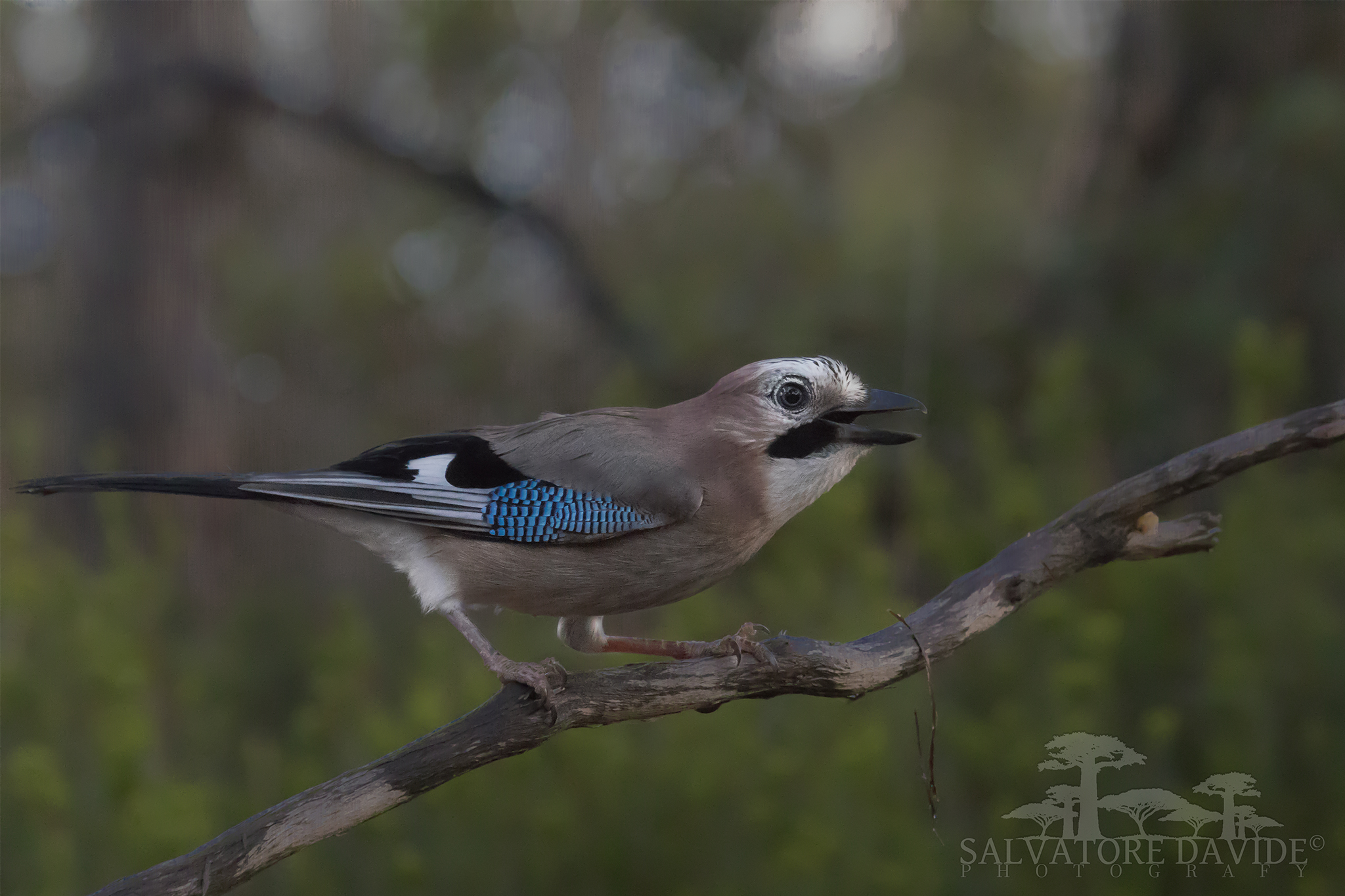 Blue Jay (Garrulus glandarius)