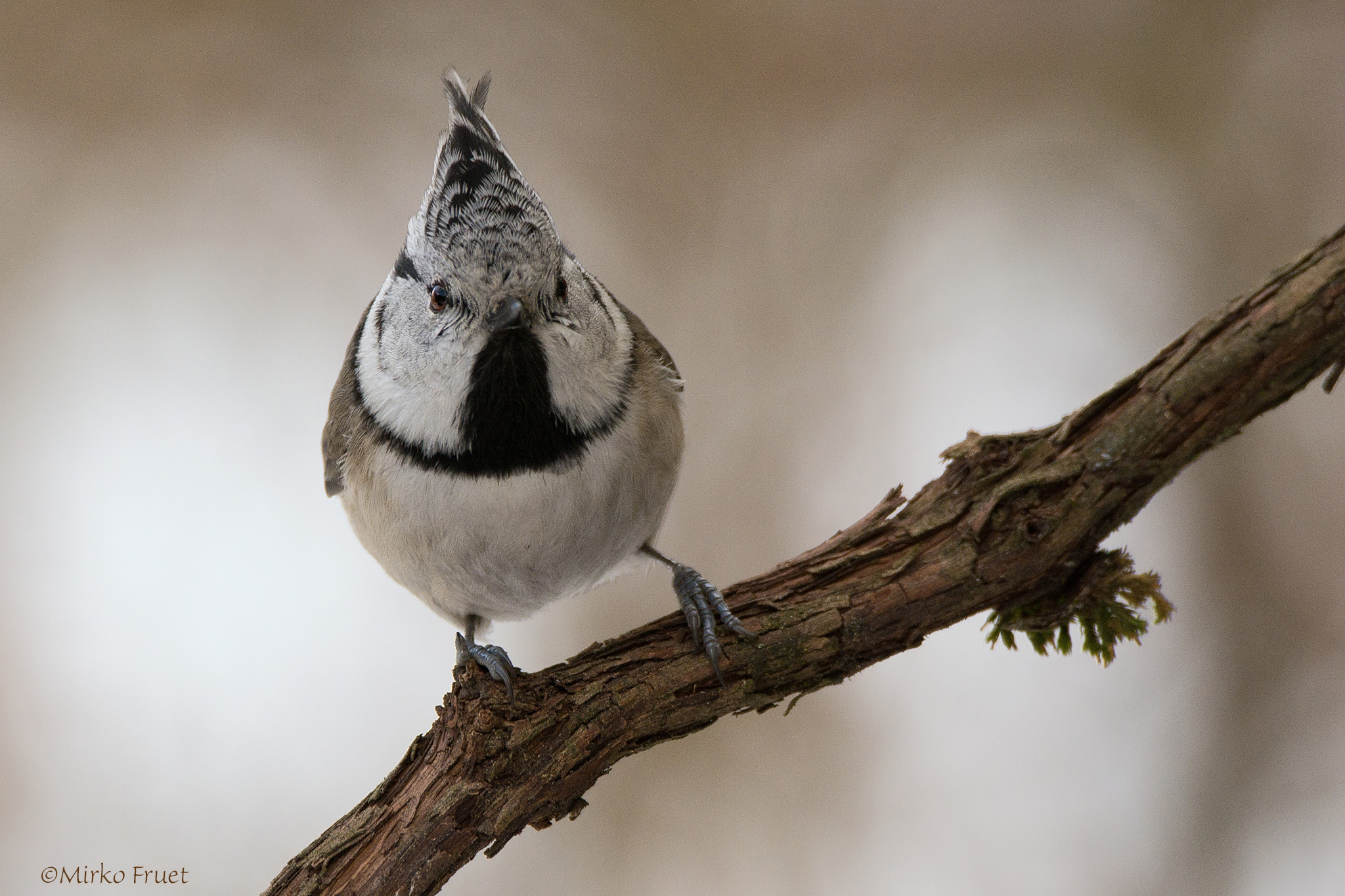 Crested tit