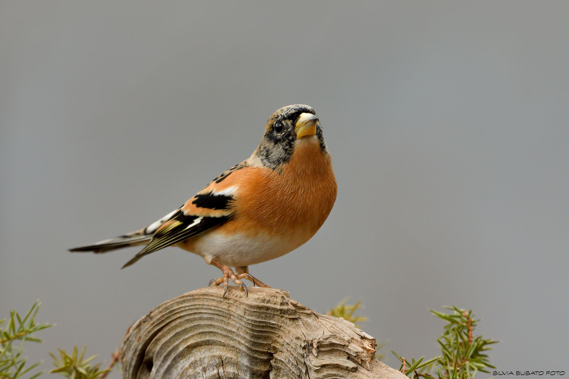 Brambling