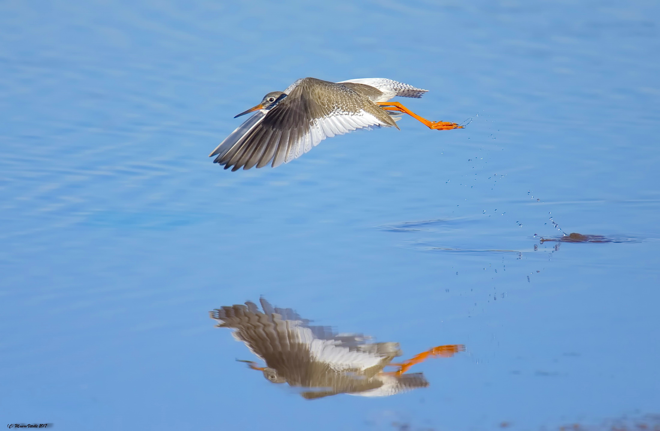 Pettegola (Tringa totanus)