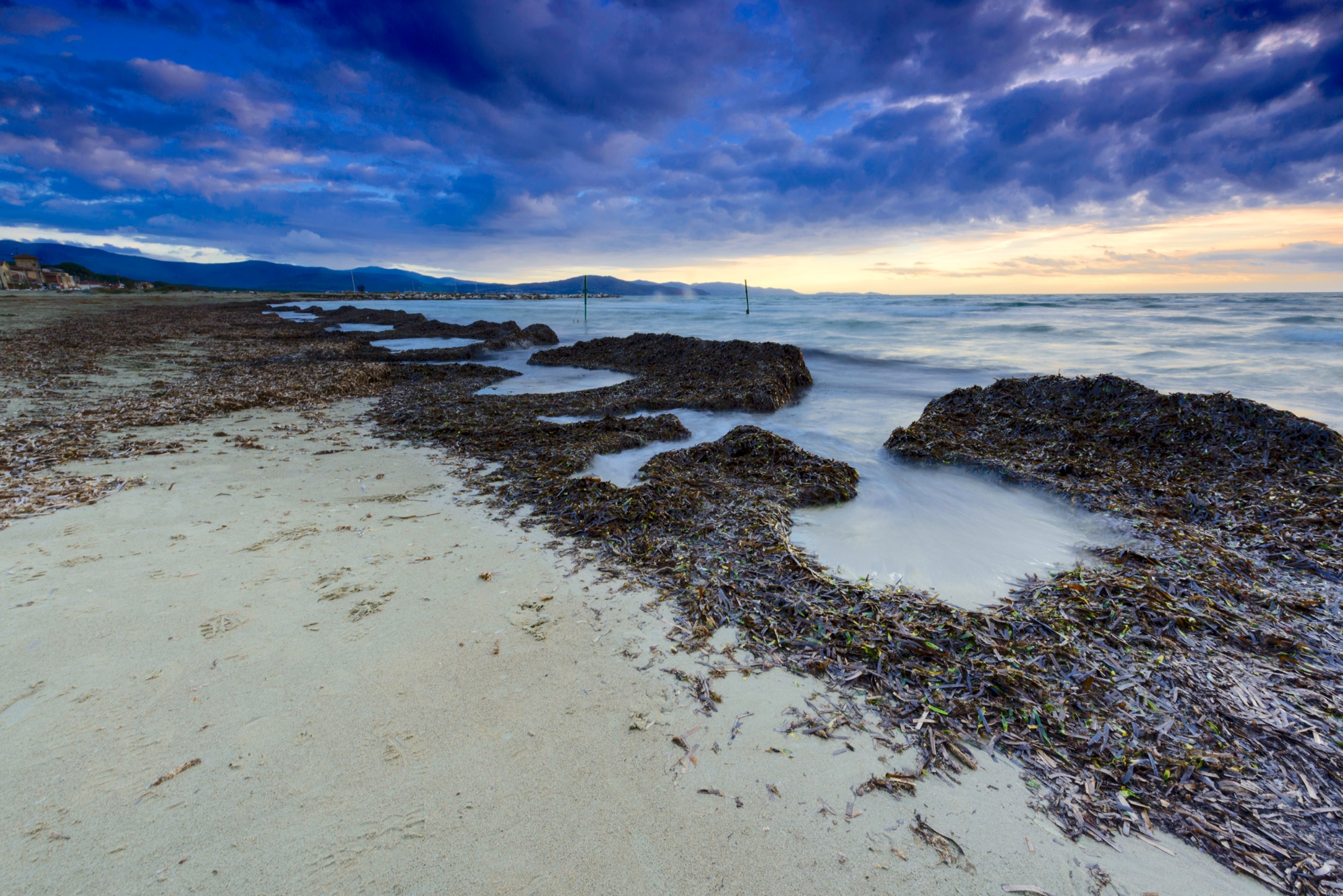 Alghe sulla spiaggia