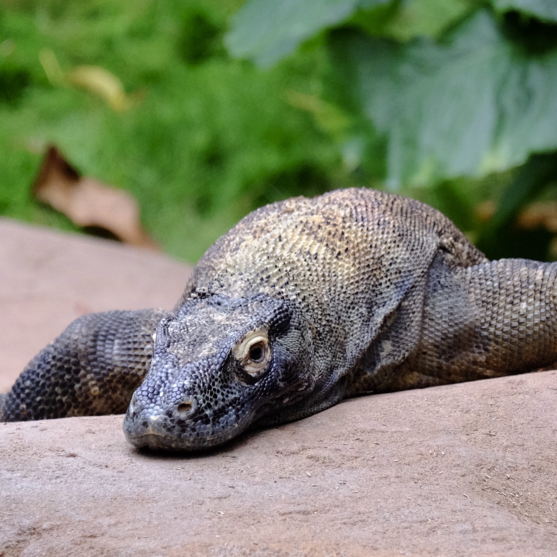 Walt Disney World Animal Kingdom