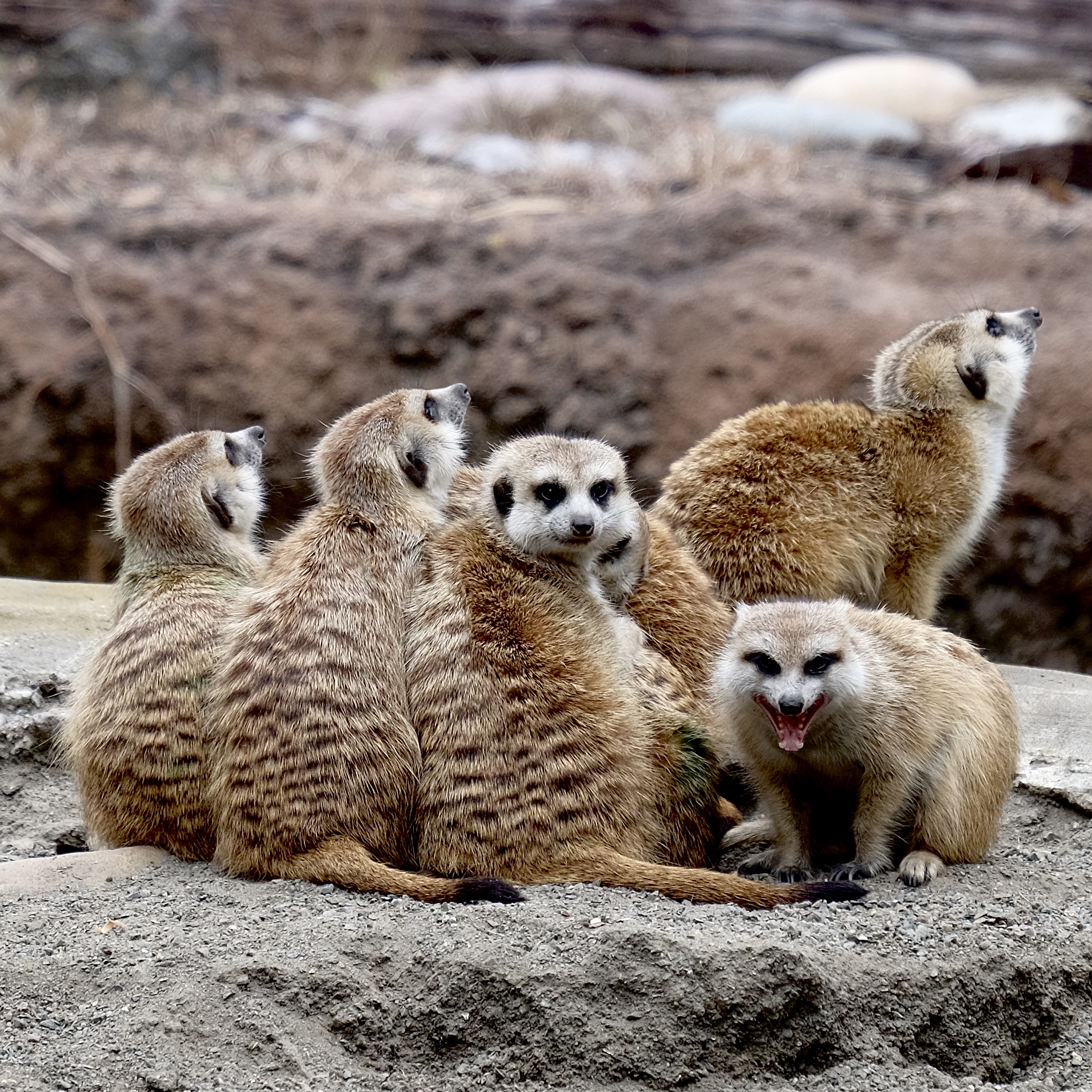 Walt Disney World Animal Kingdom