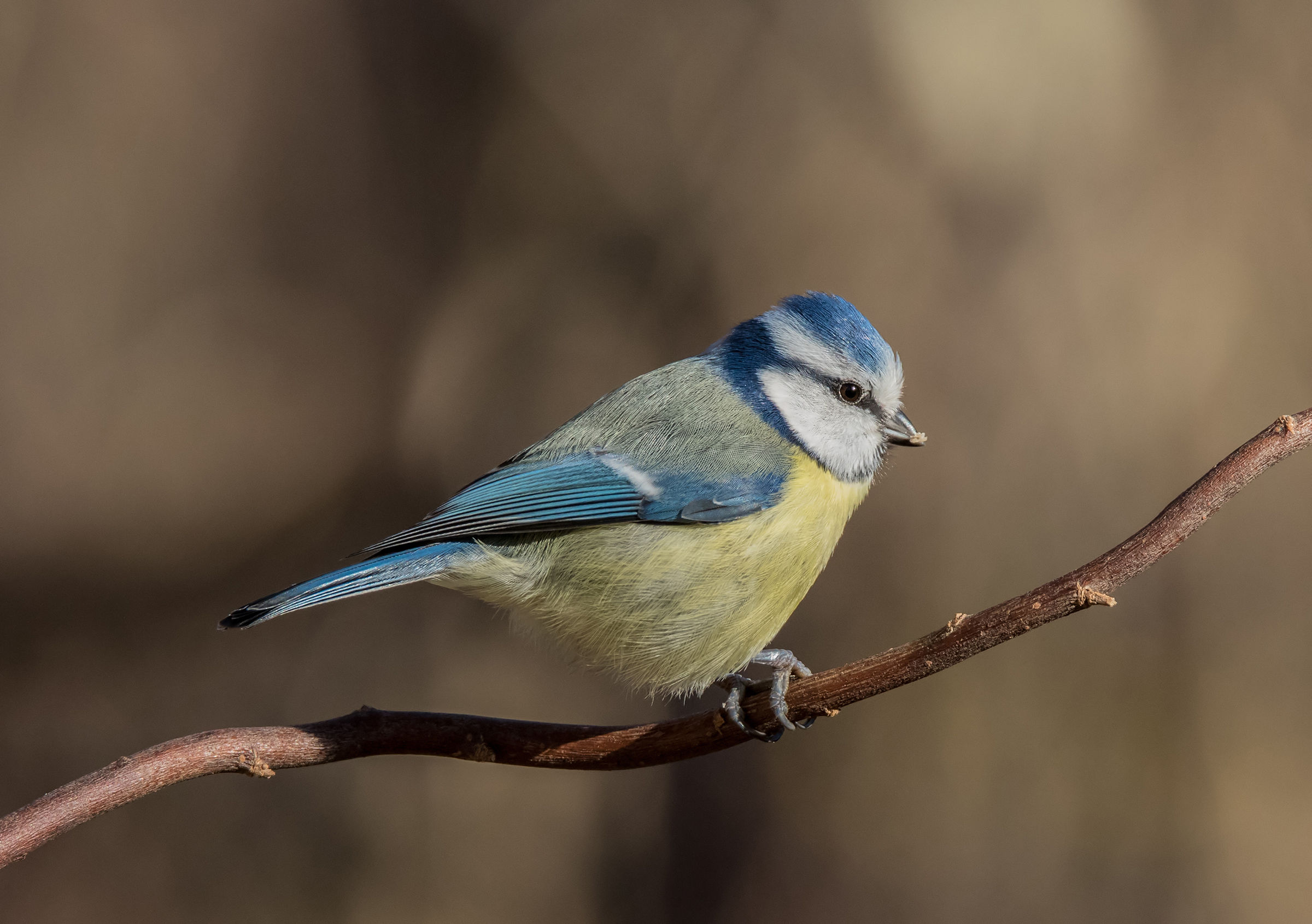 Blue tit