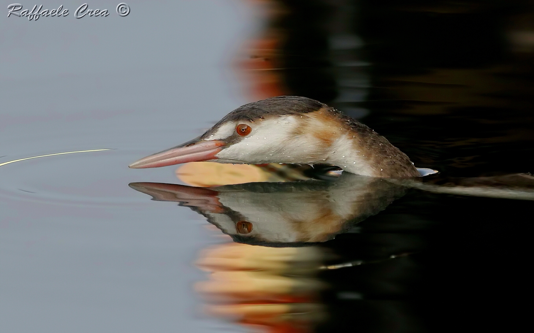 Svasso Maggiore in livrea invernale