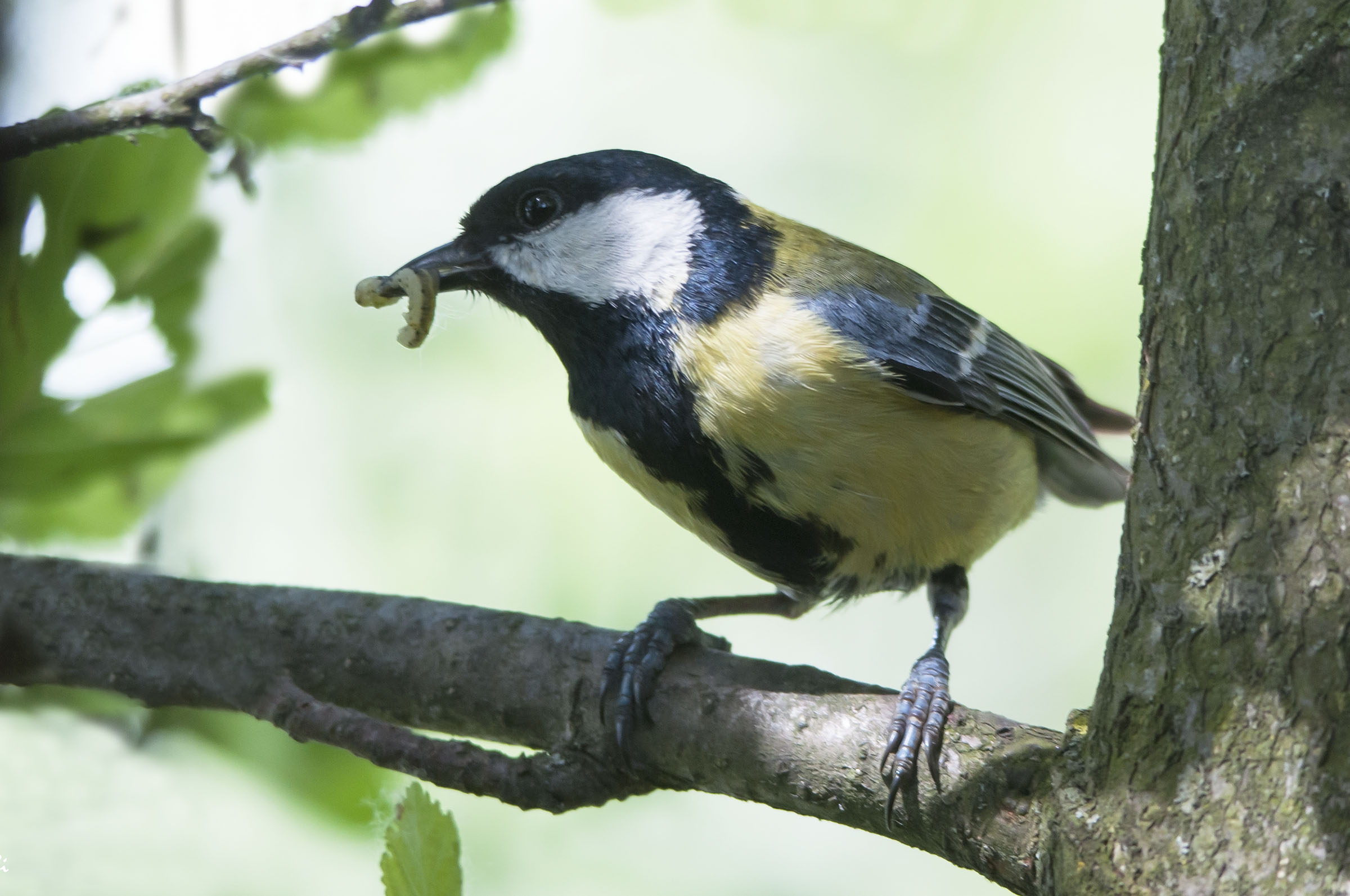Great Tit