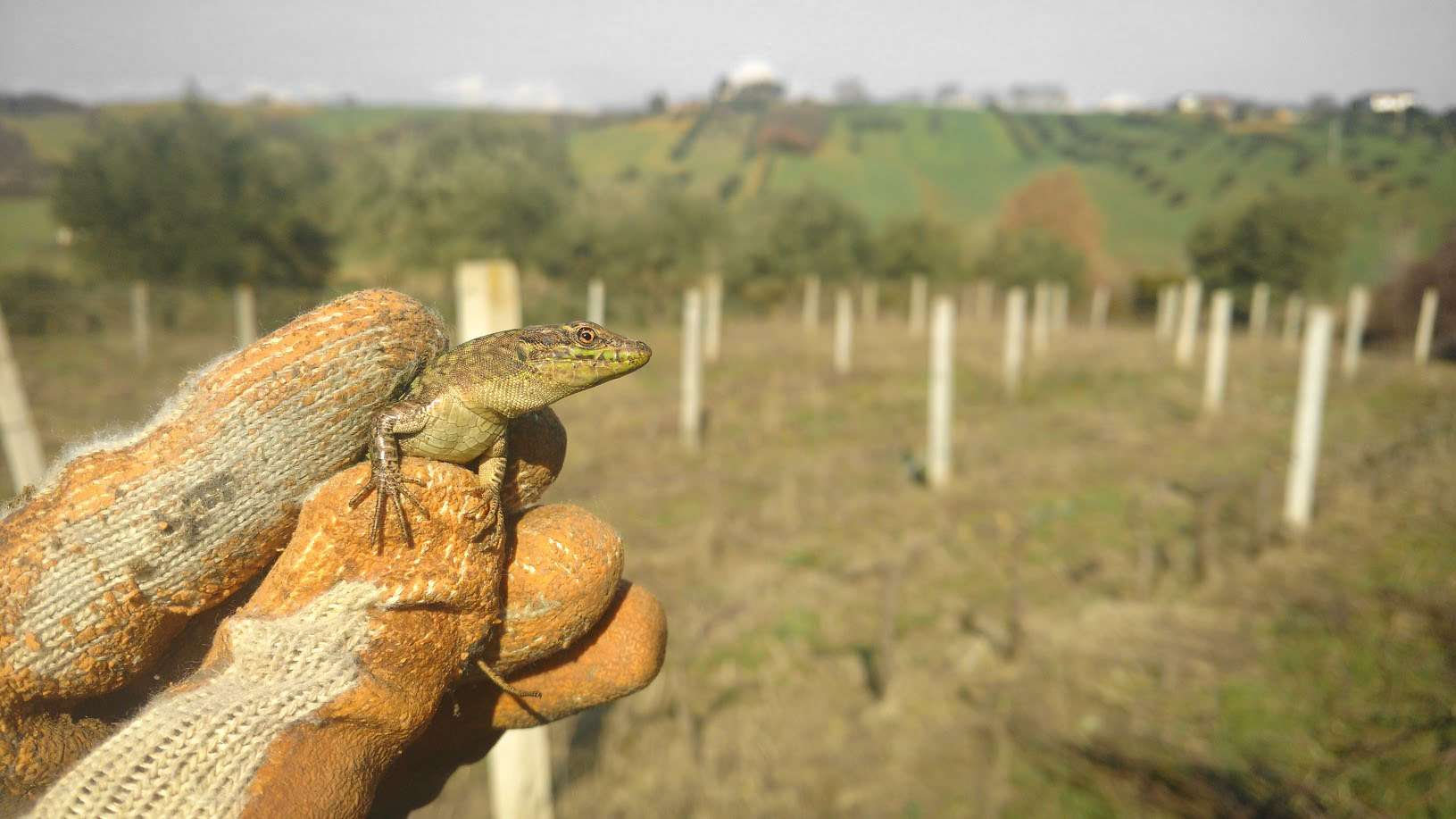 Lizard in the vineyard
