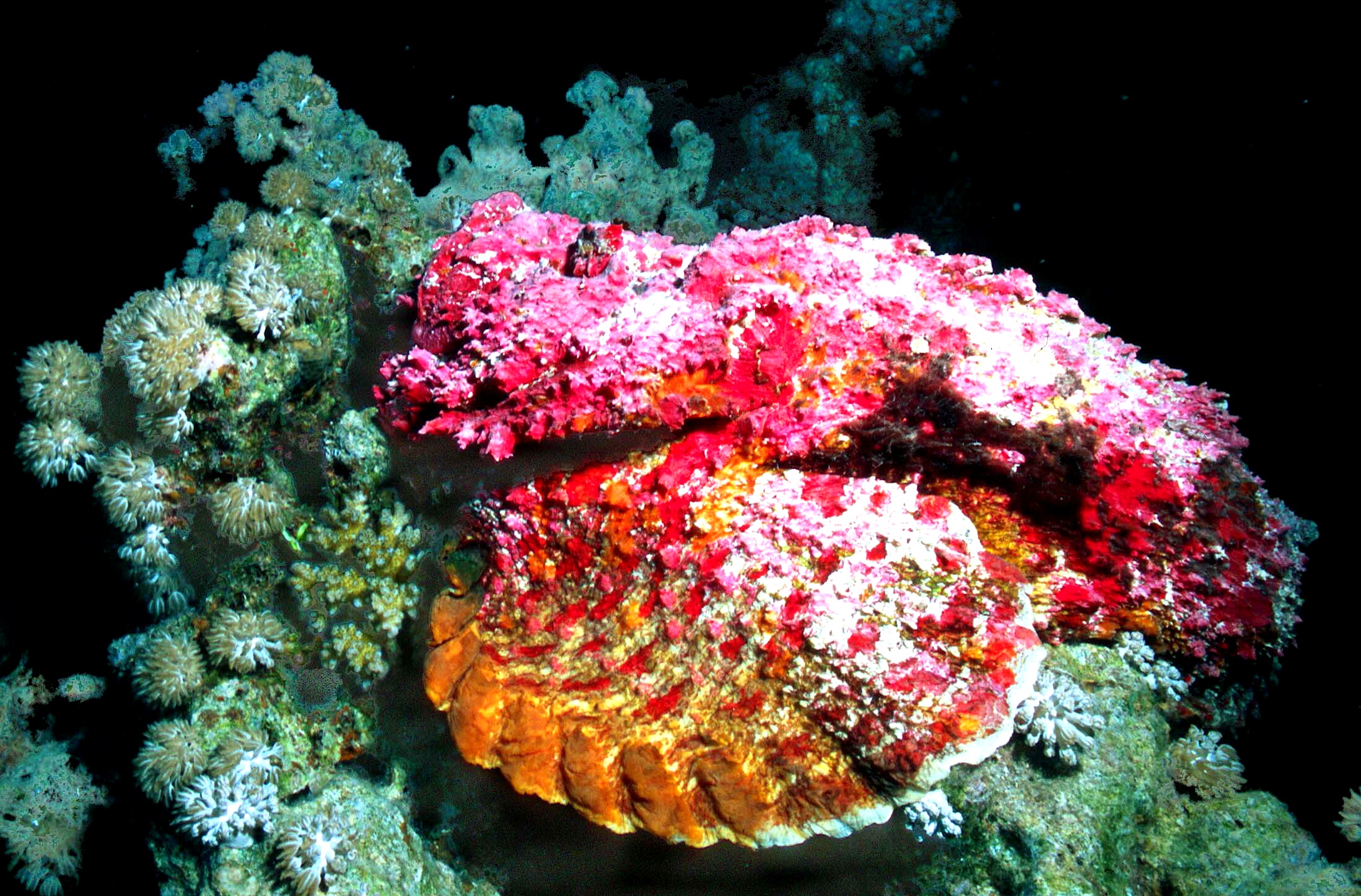 Pesce Pietra (è il pesce pù velenoso al mondo)