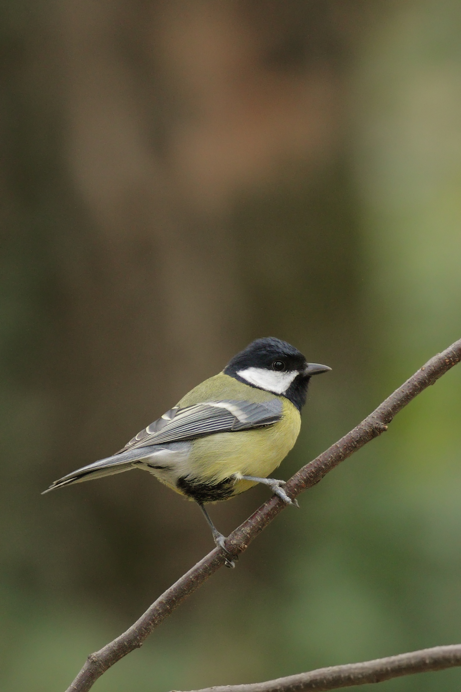 Great Tit