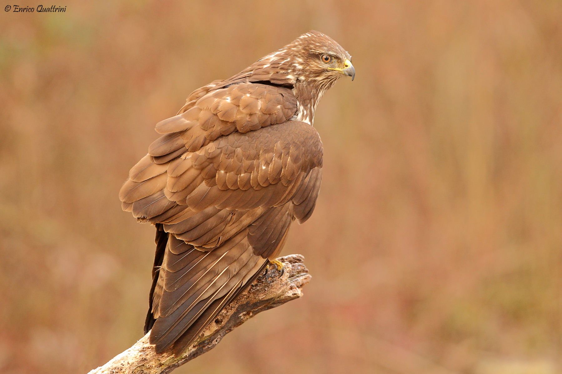Buzzard