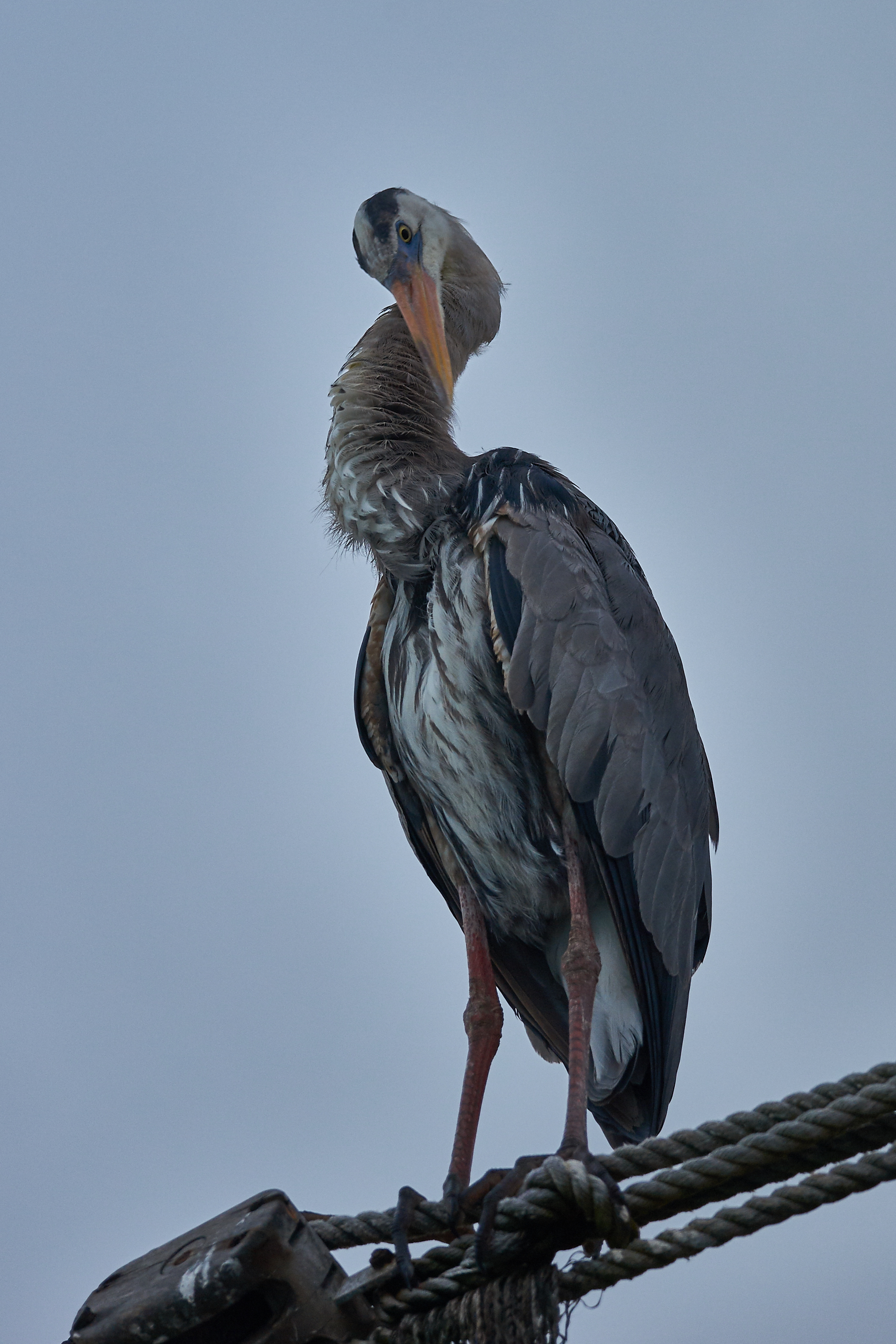 Cenerino of the Galapagos