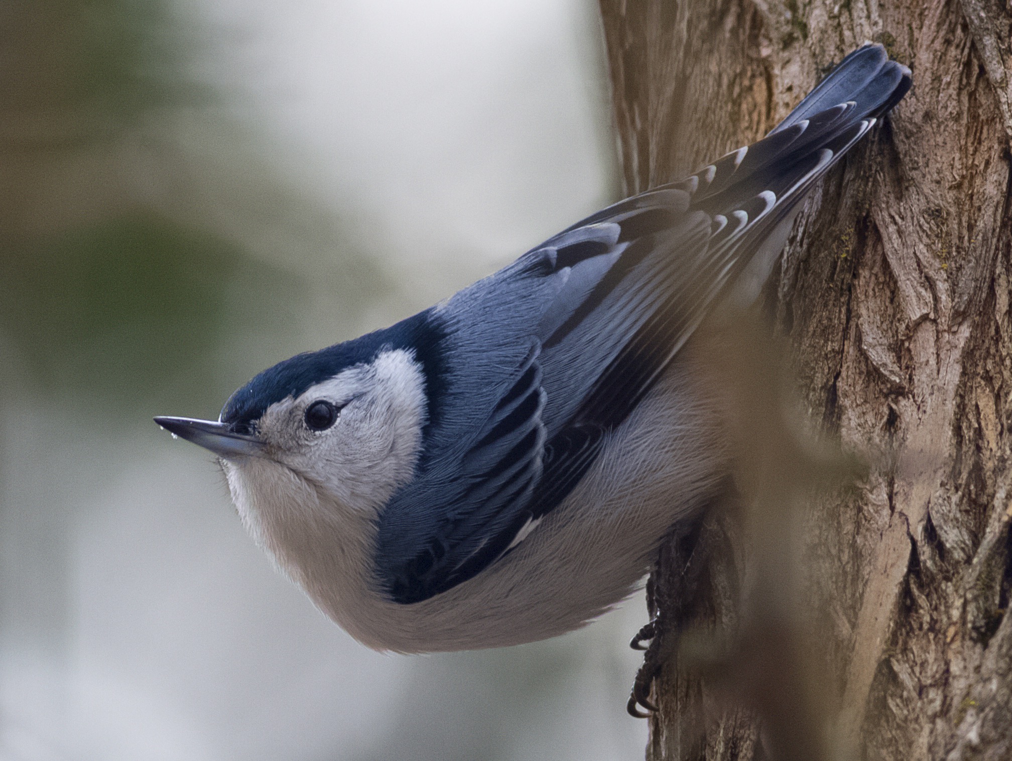 Nuthatch
