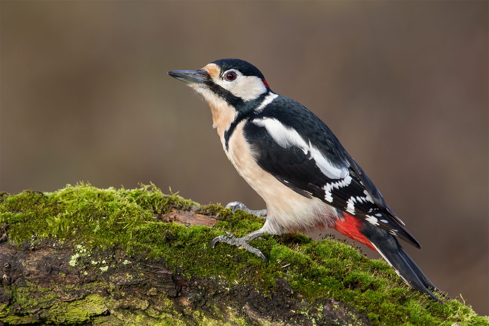 Great spotted woodpecker