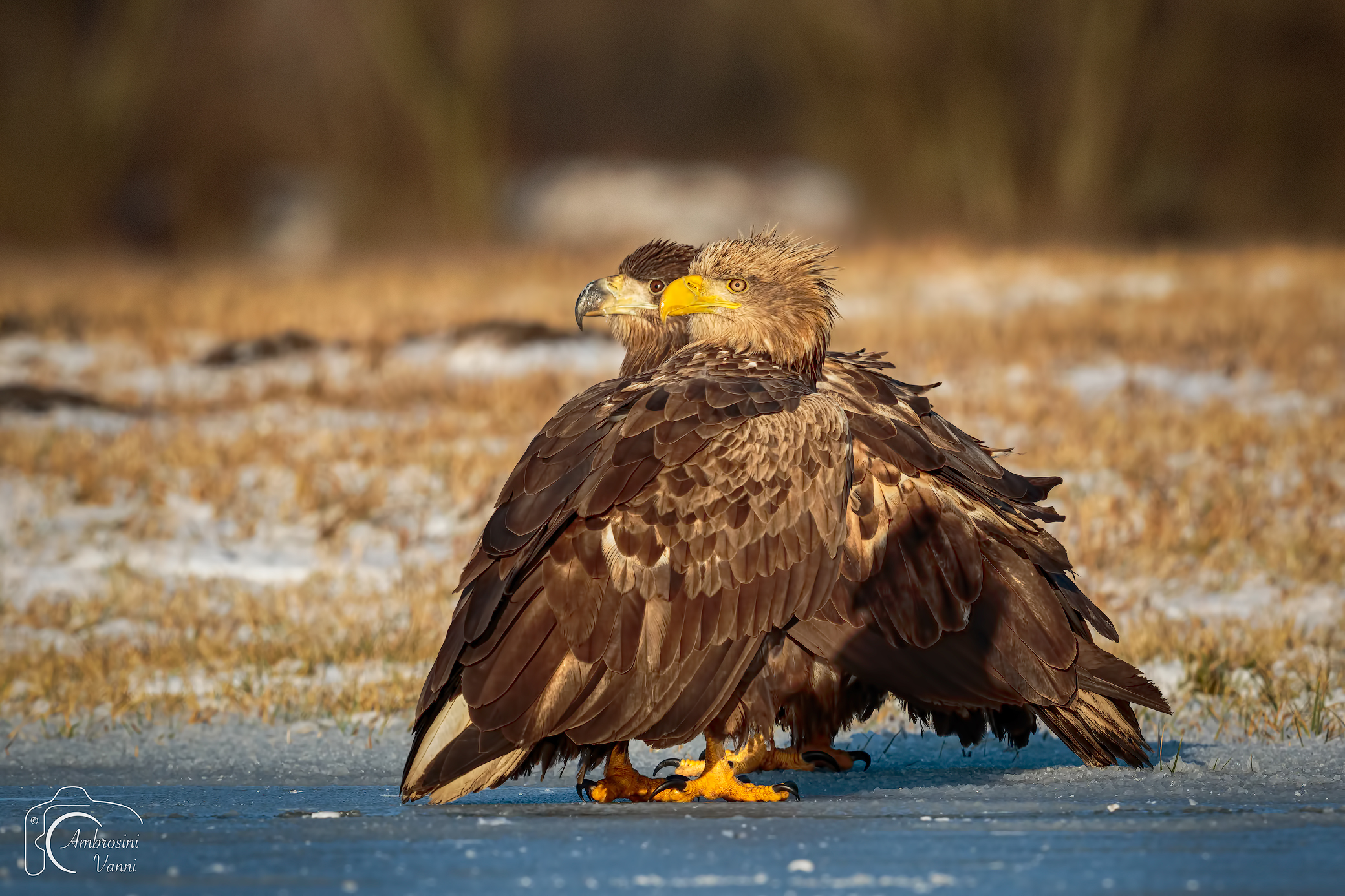 Dove osano le Aquile
