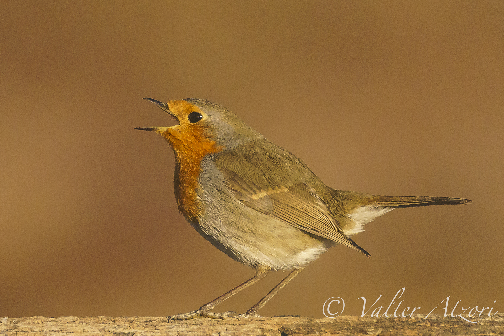 Pettirosso canterino