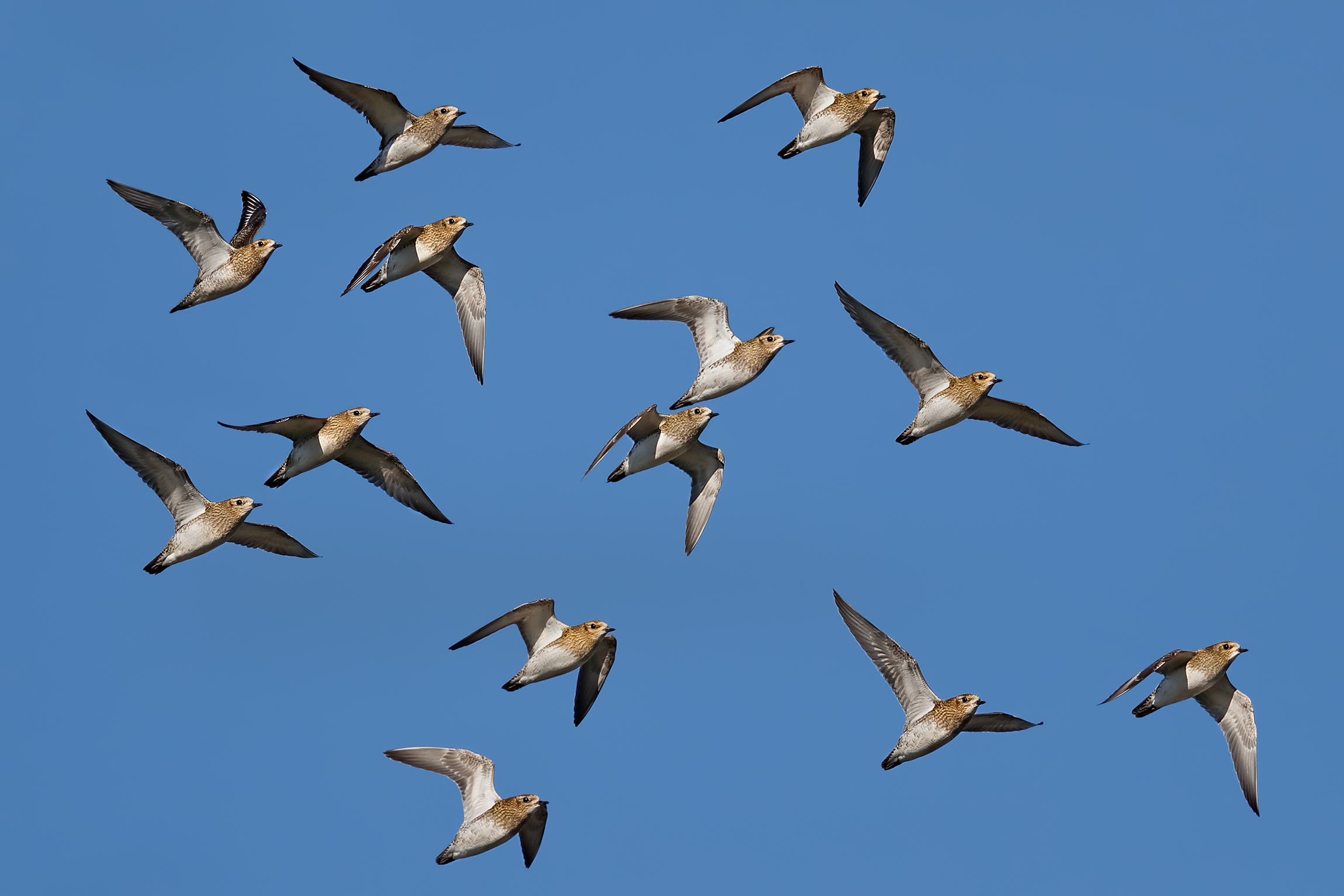 Golden plovers