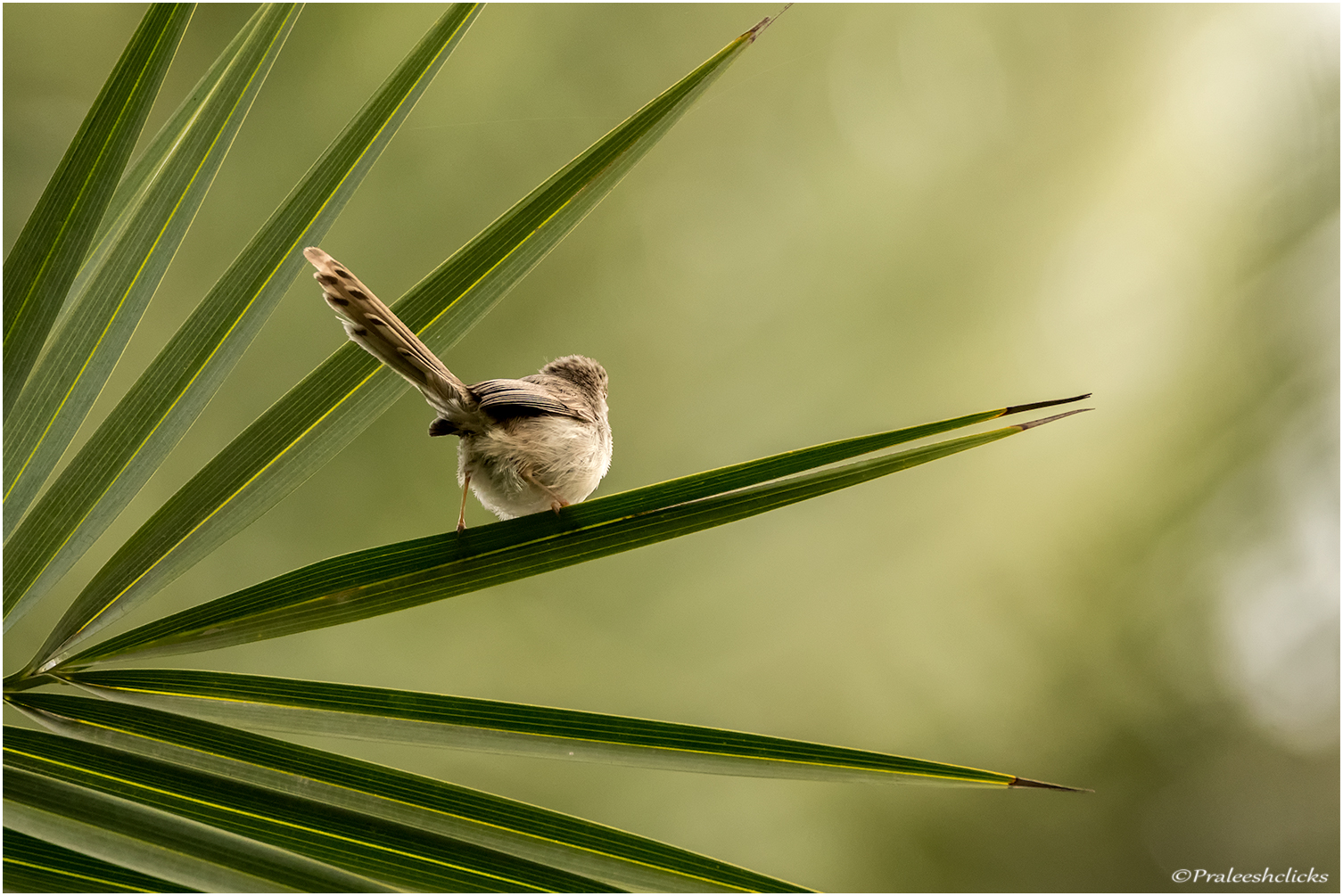 Graceful Prinia