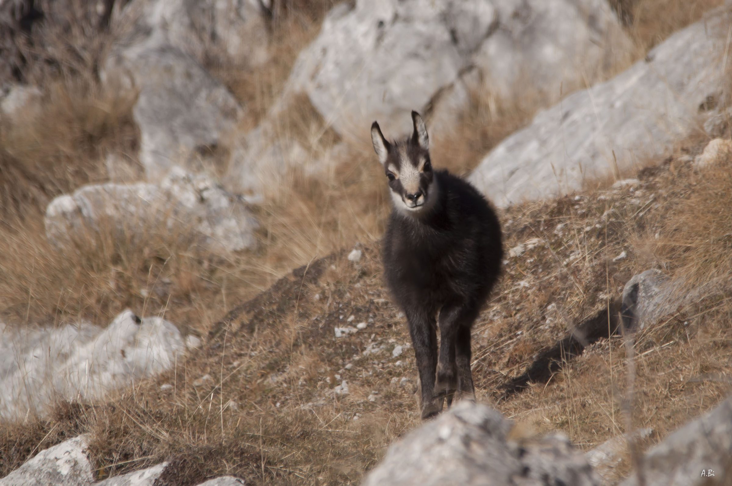 Young chamois