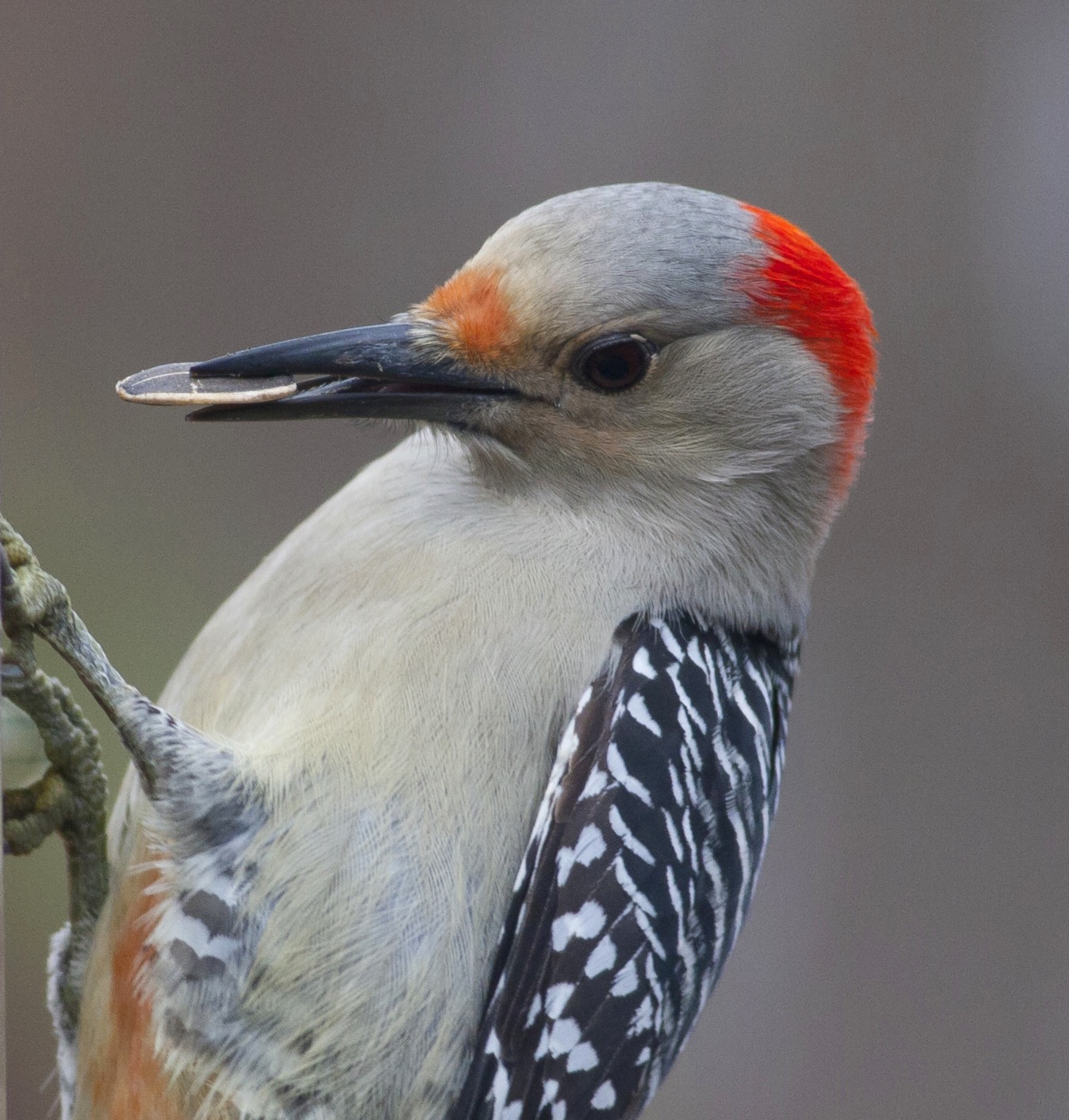 Red bellied woodpecker