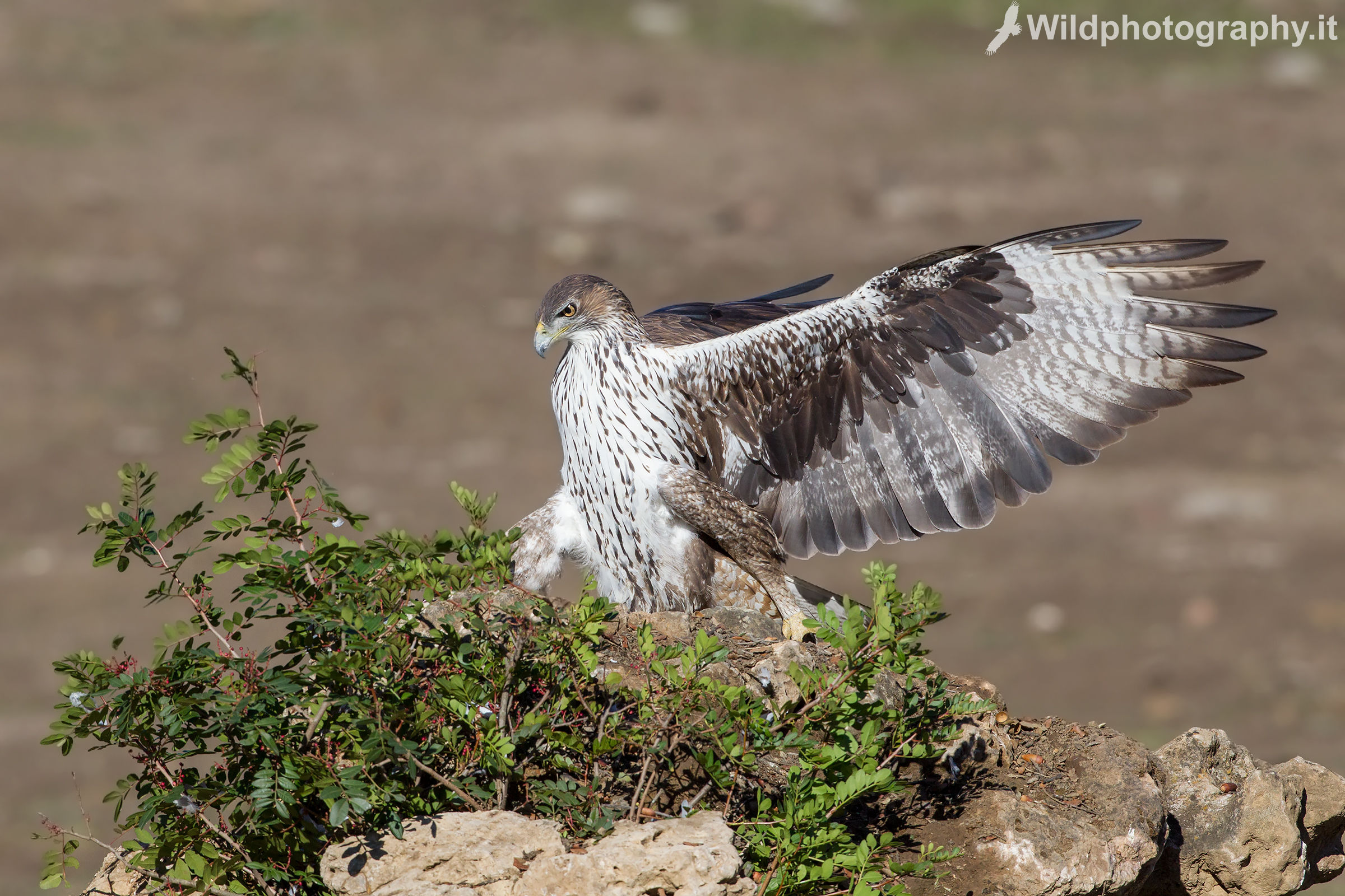 Aquila del Bonelli