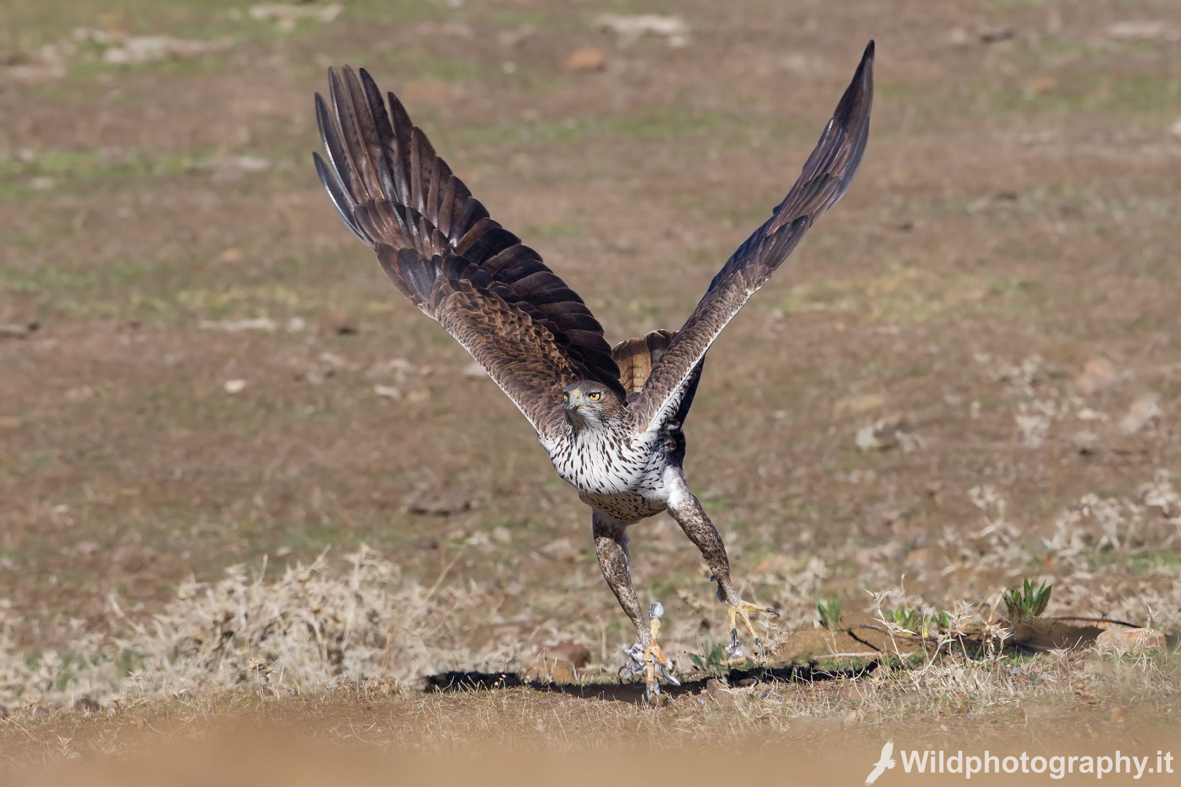 Aquila del Bonelli