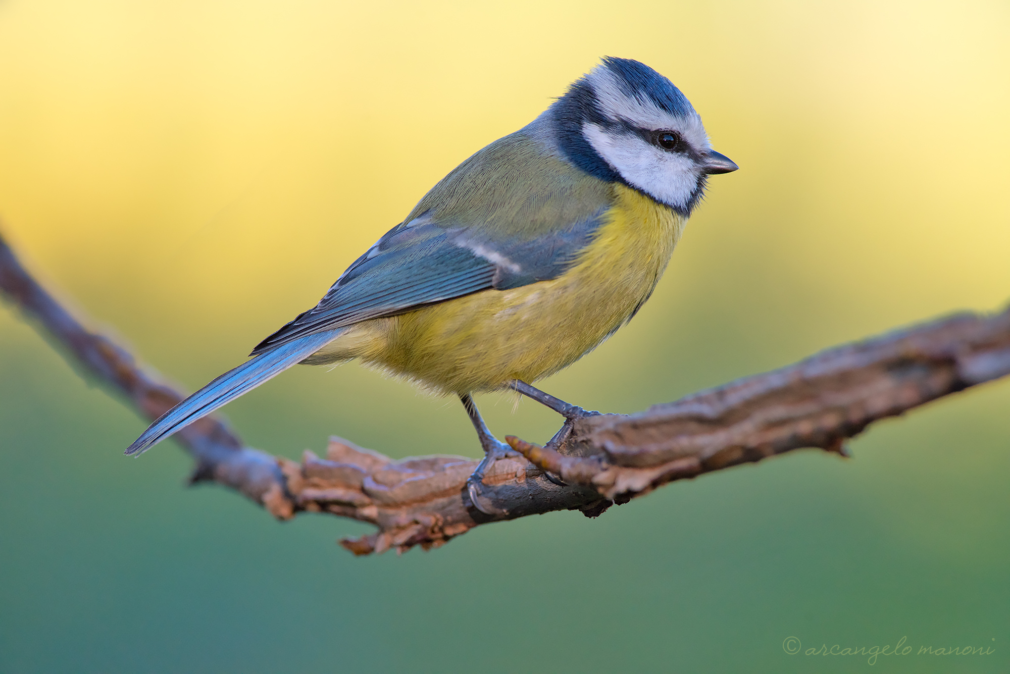 Blue tit in the morning