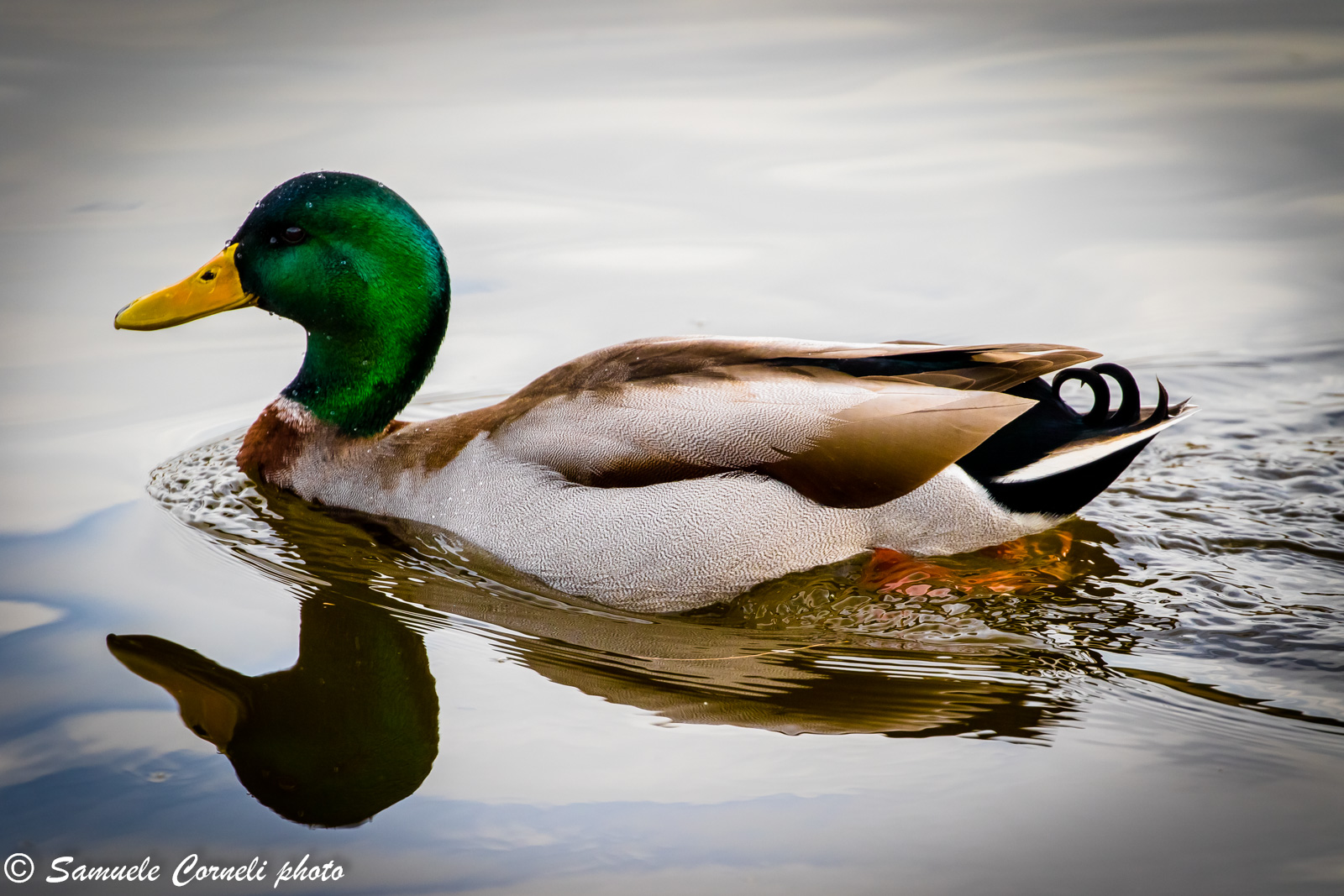 Mallard