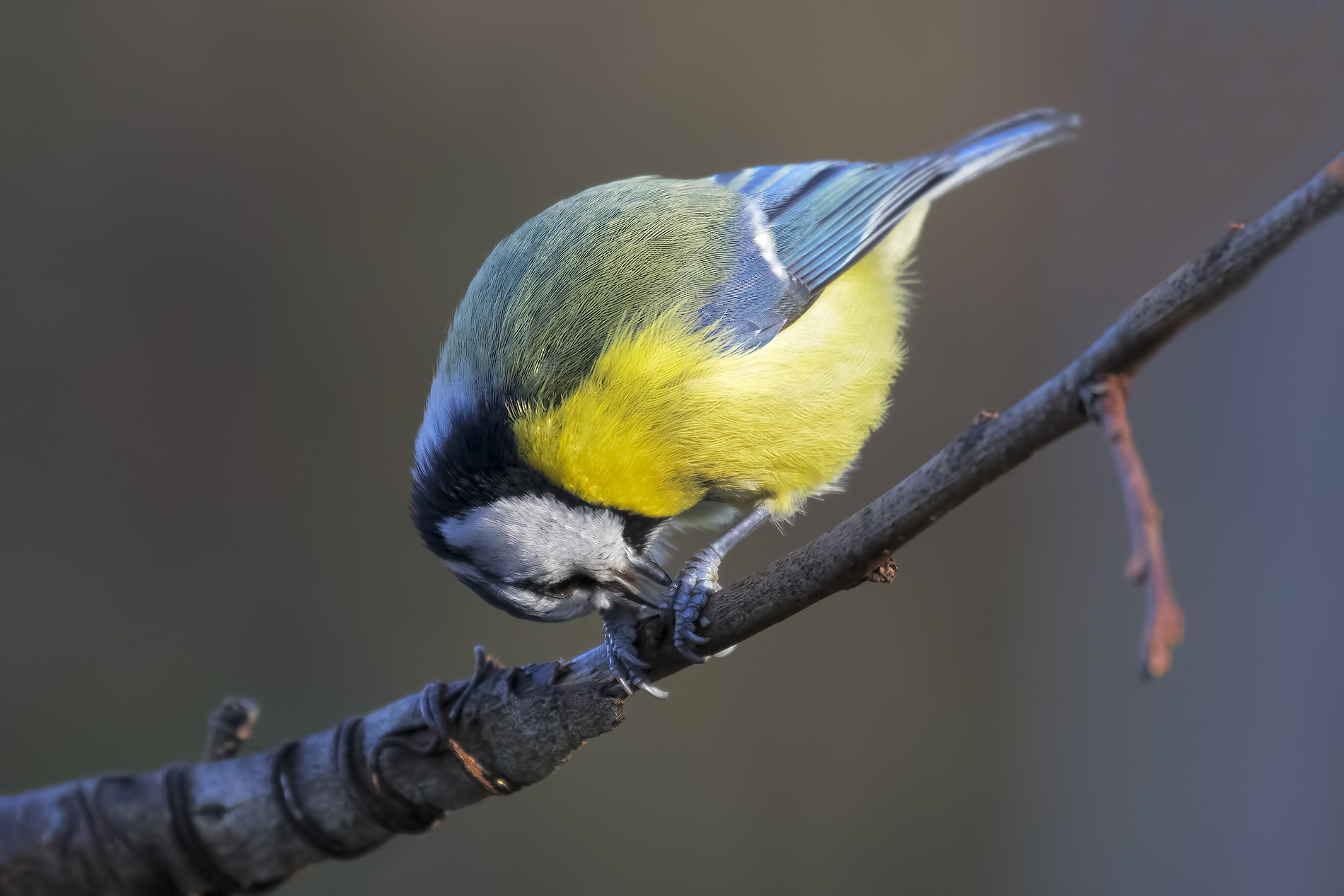 What you need to do for a Bocconcino !!!!!