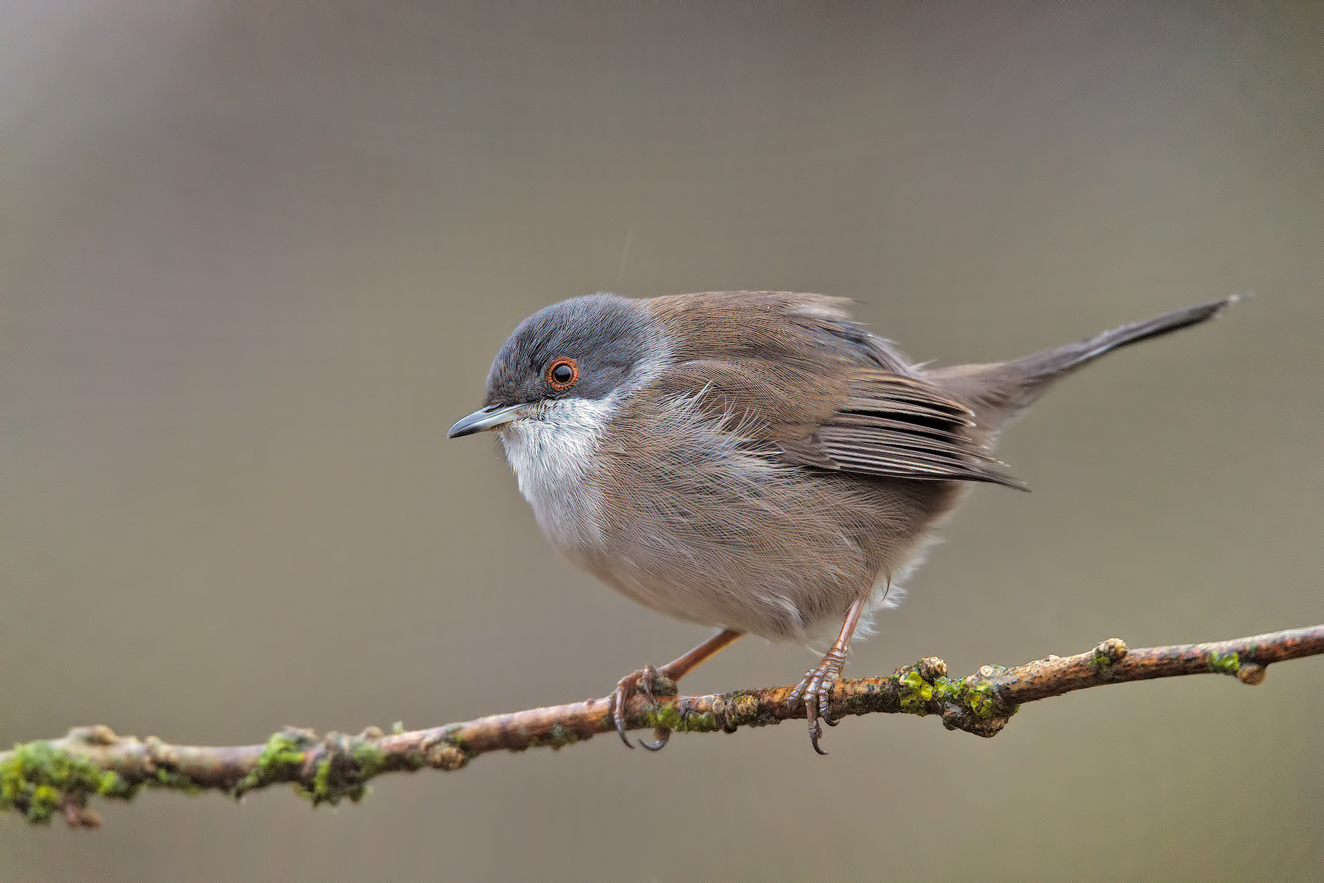 The ISO 6400 of the d850