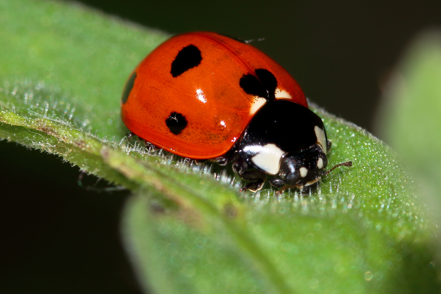 la coccinella