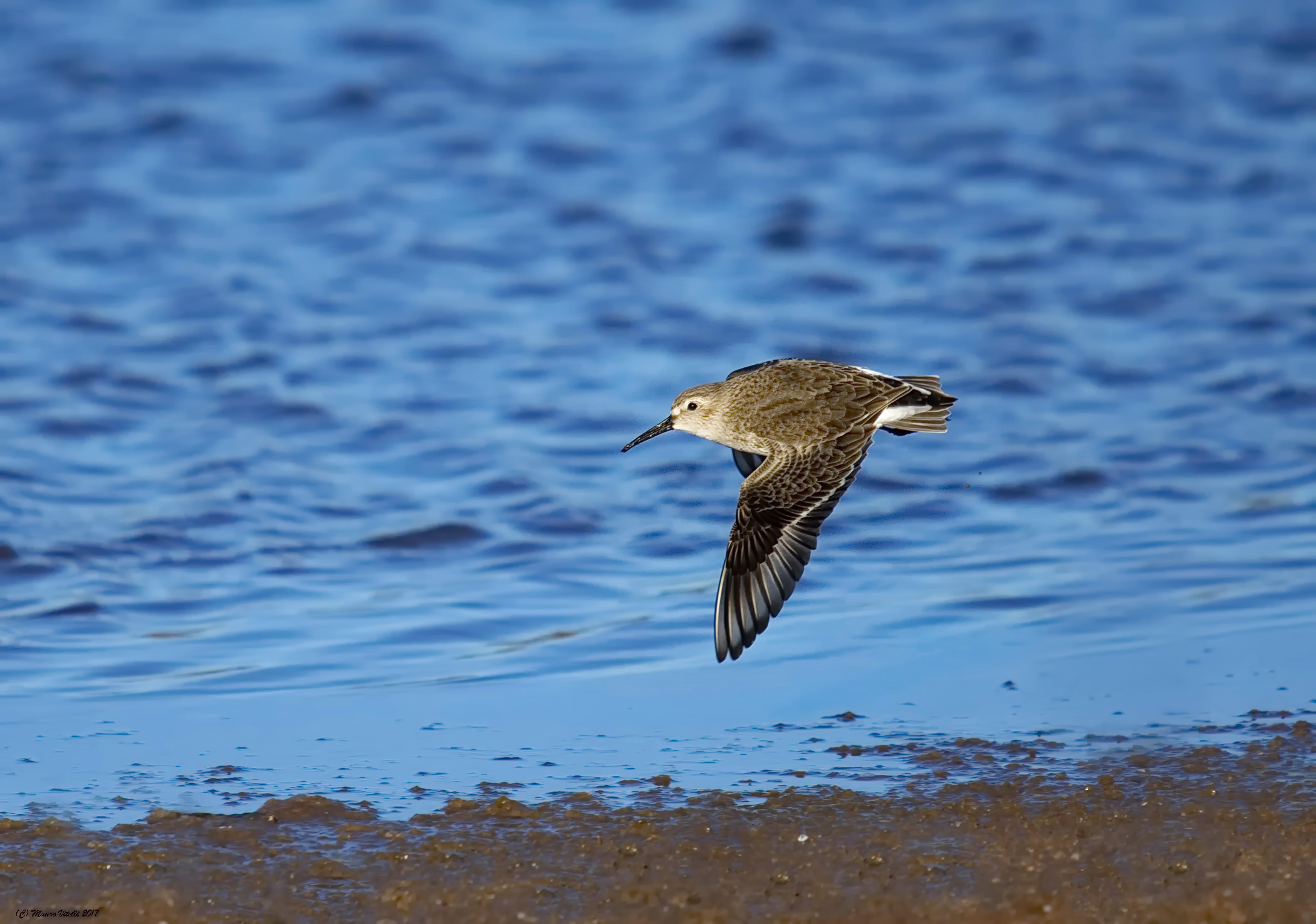 Il volo del Piovanello