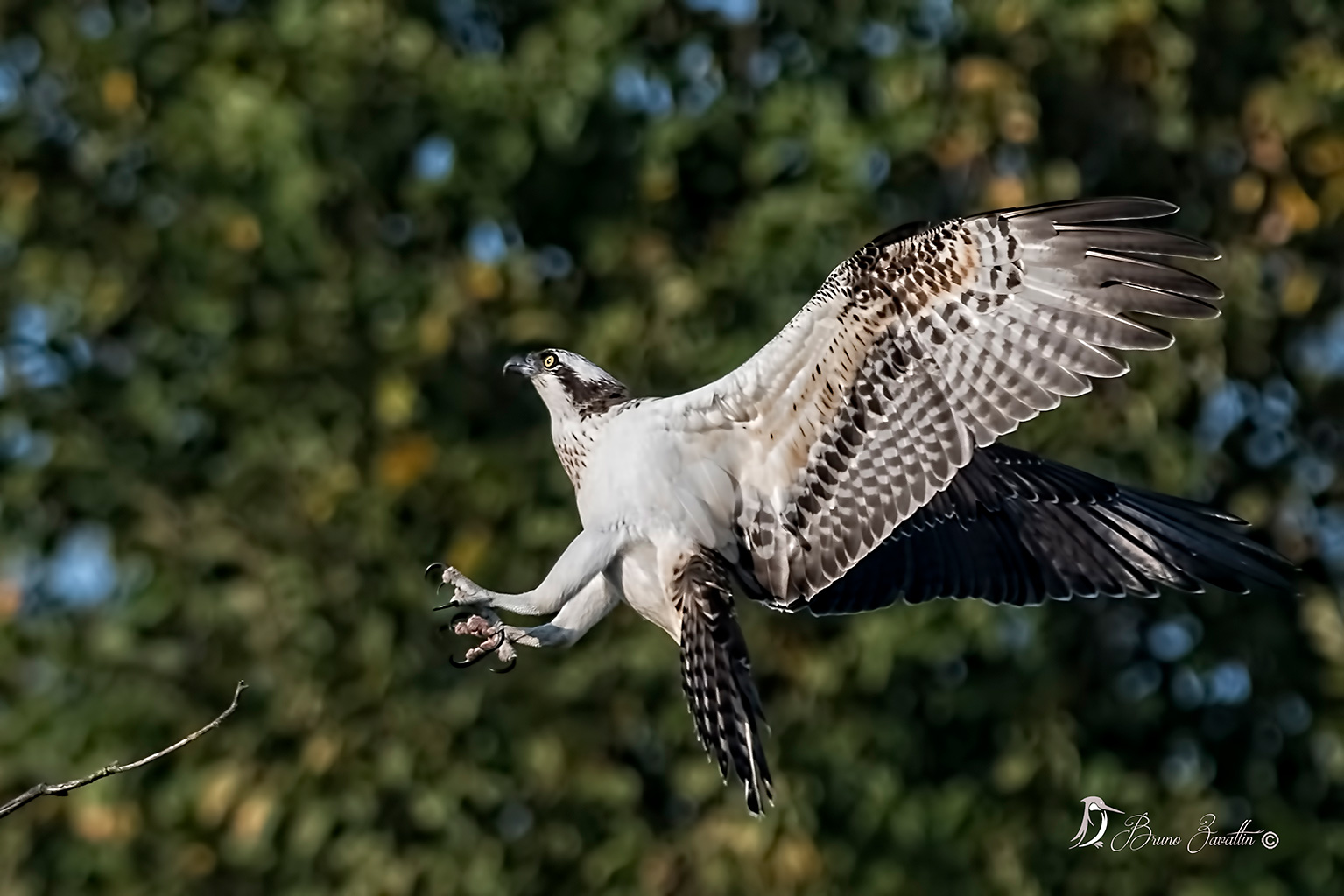 Osprey