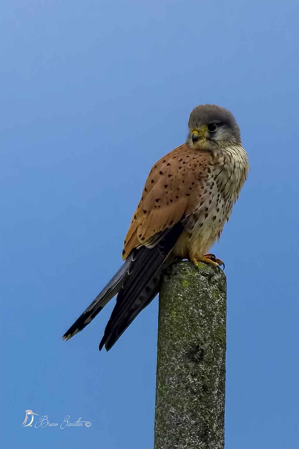 Kestrel