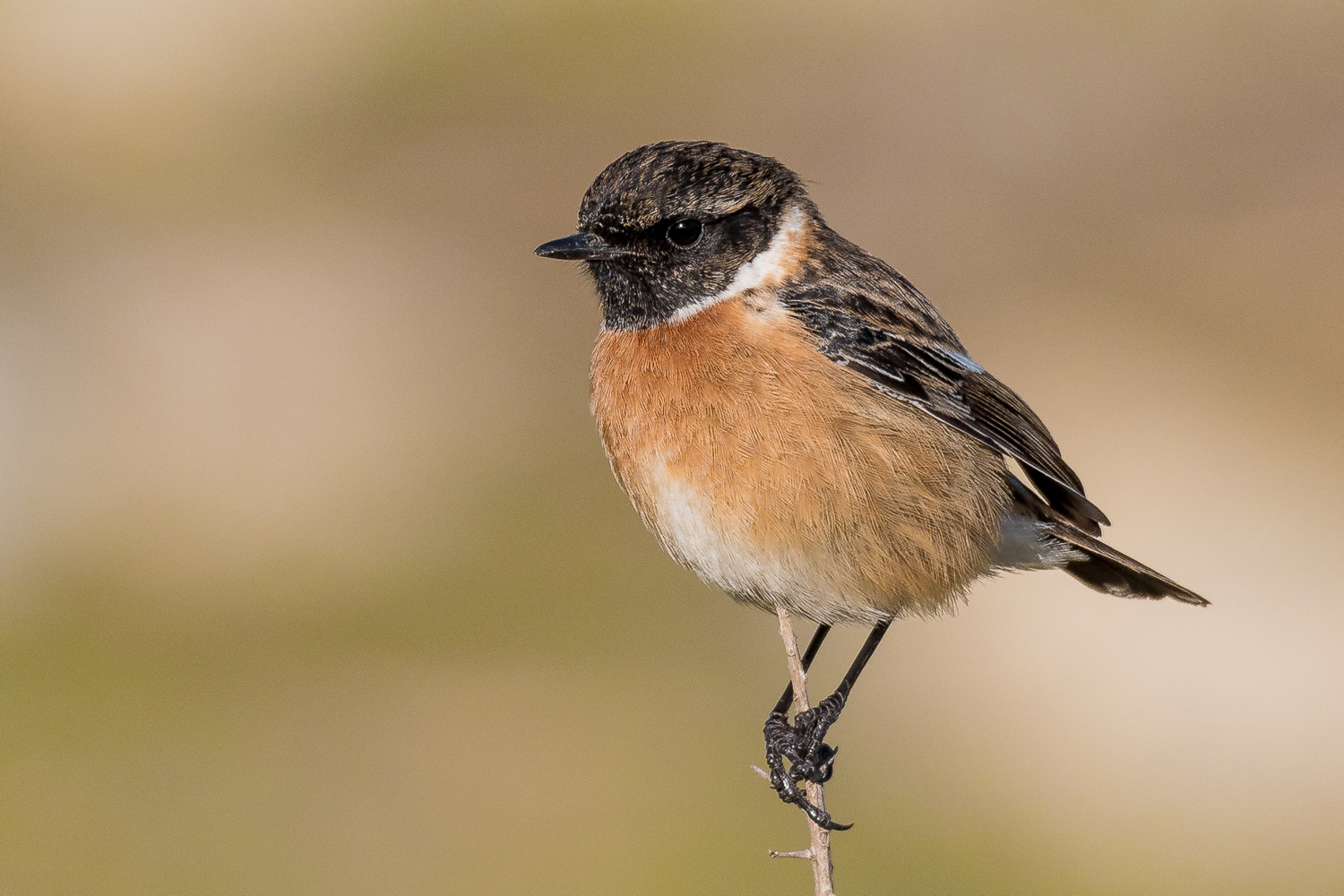 Stonechat (male)