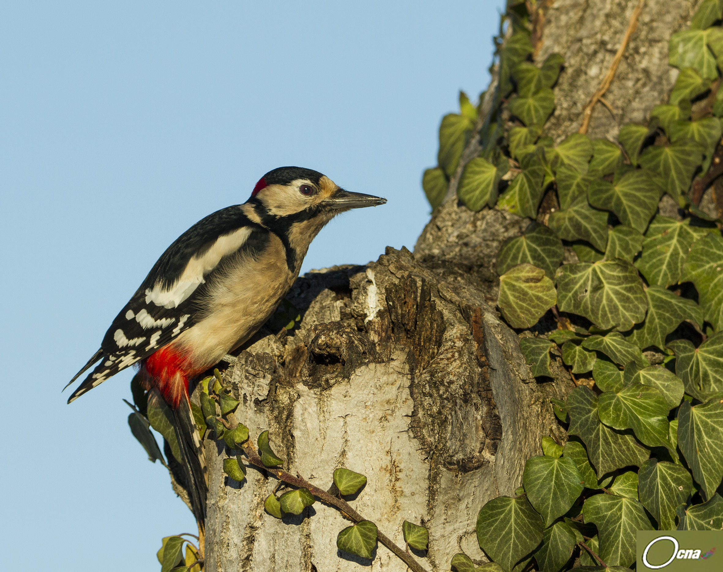 red woodpecker mag. male