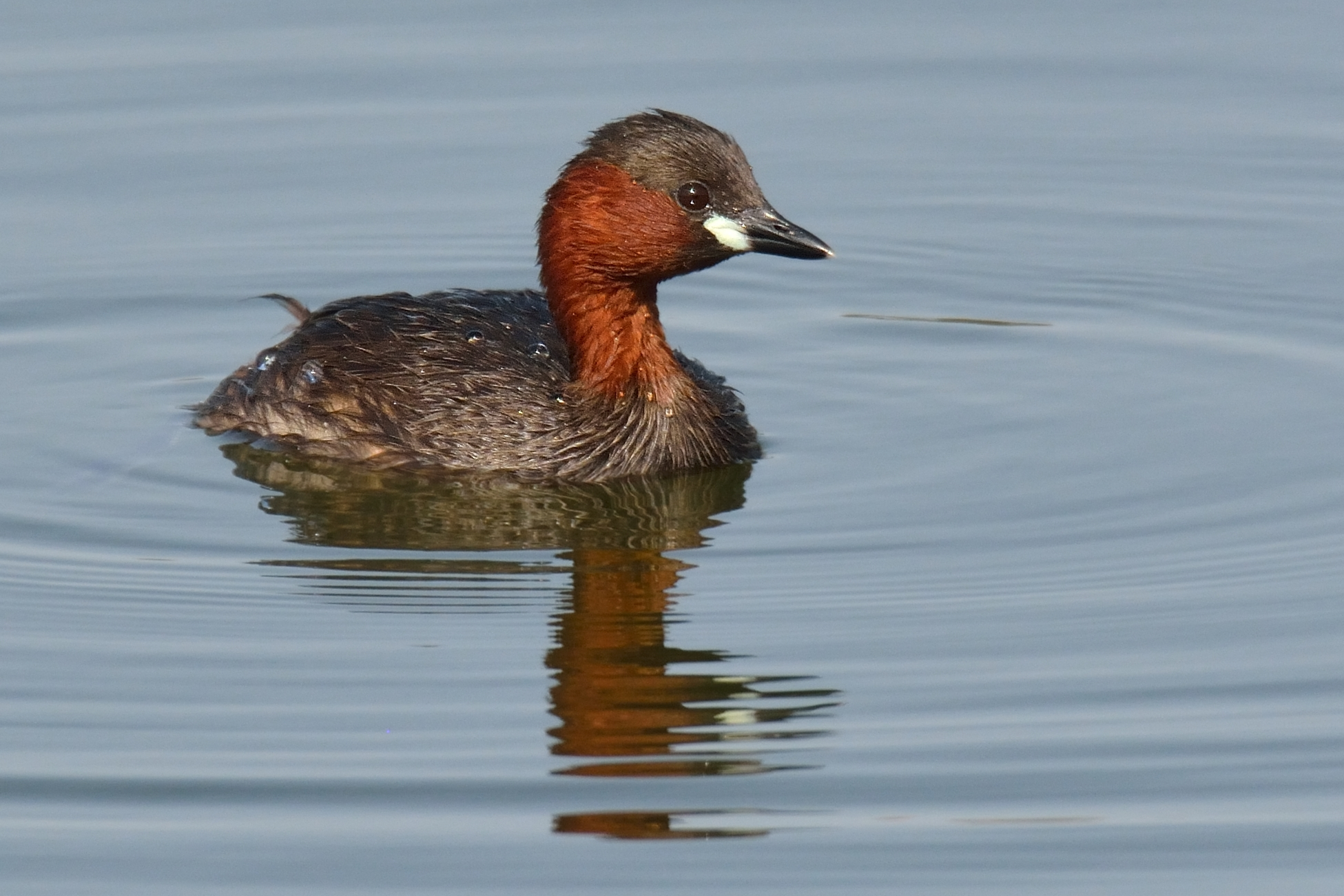 Little Grebe