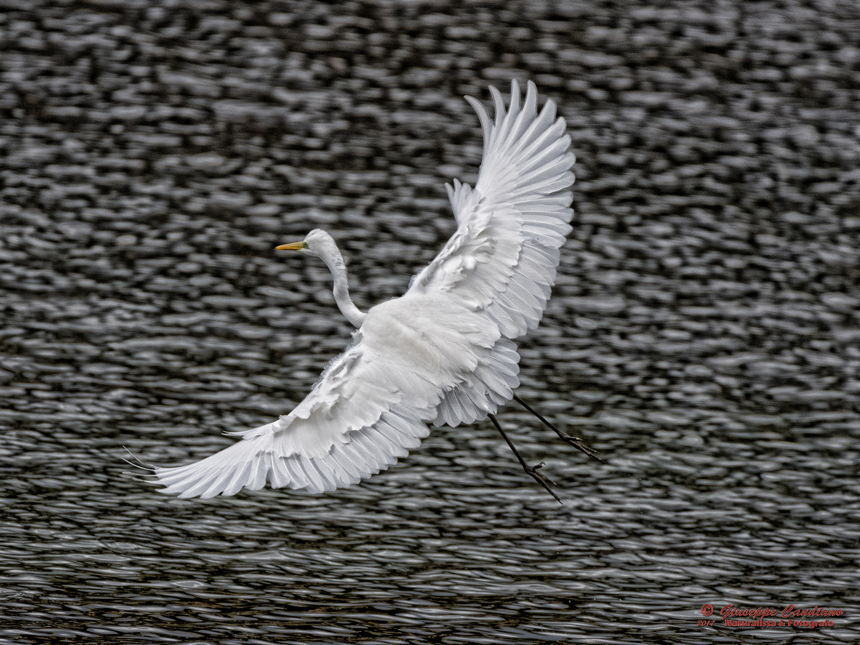 Airone bianco maggiore