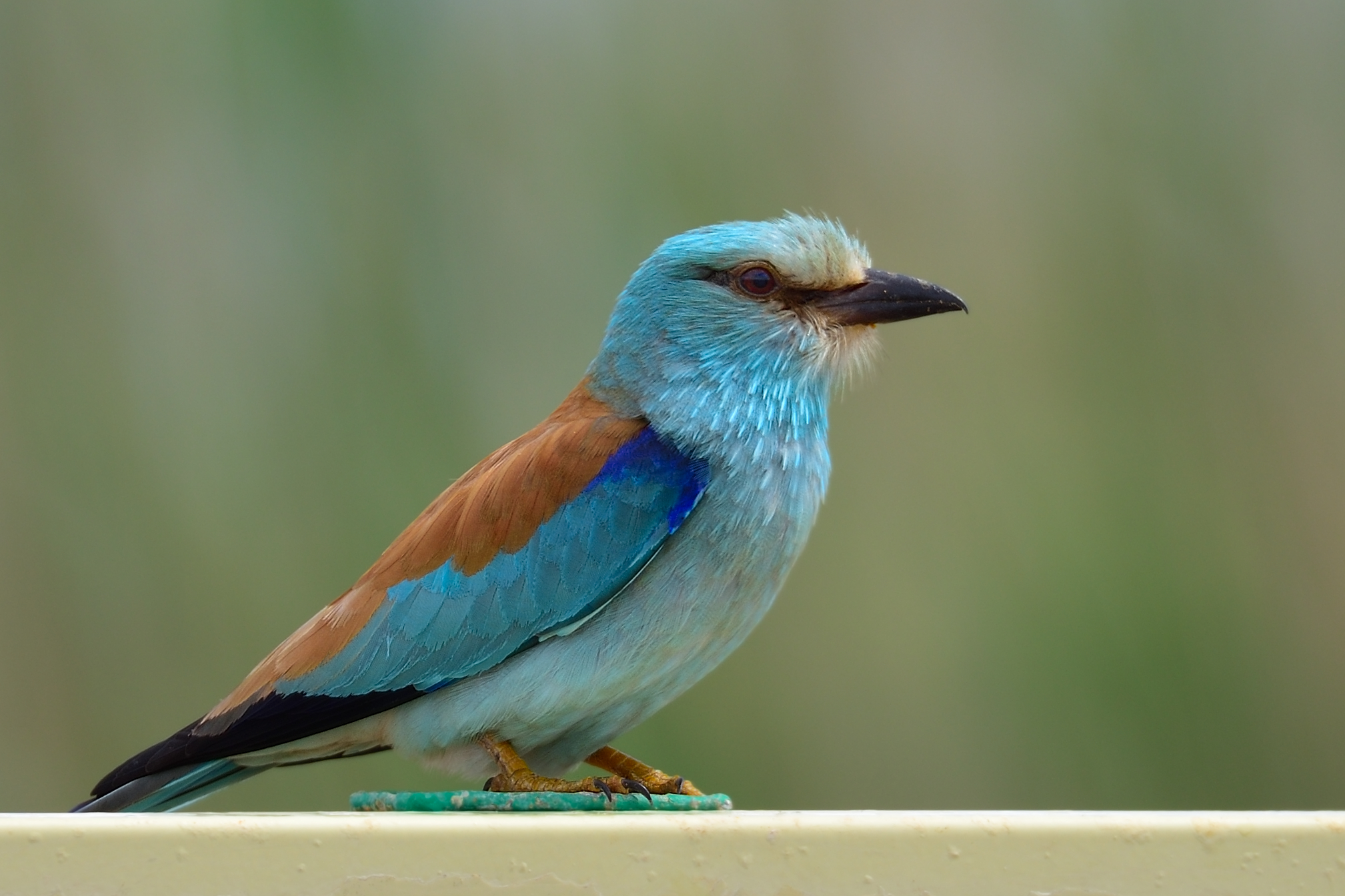 Roller perched on Parque Natural sign.