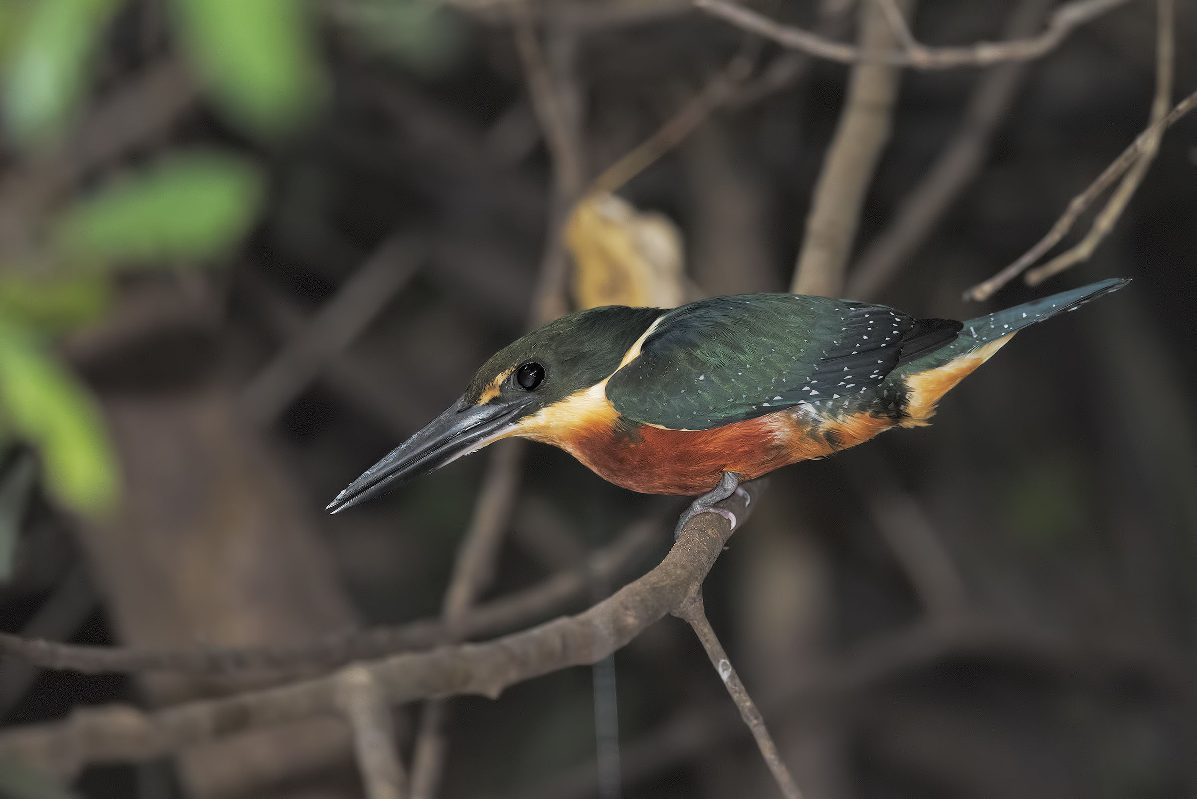 Kingfisher kingfisher