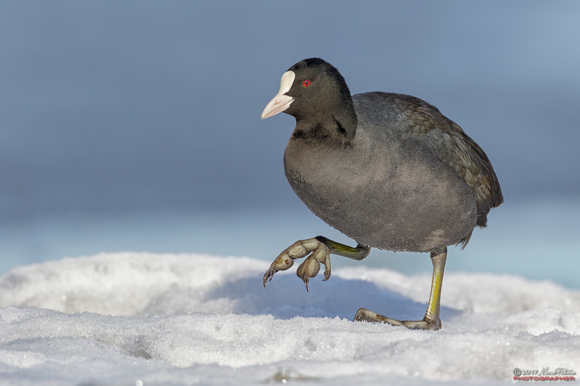 Coot (Fulica atra)