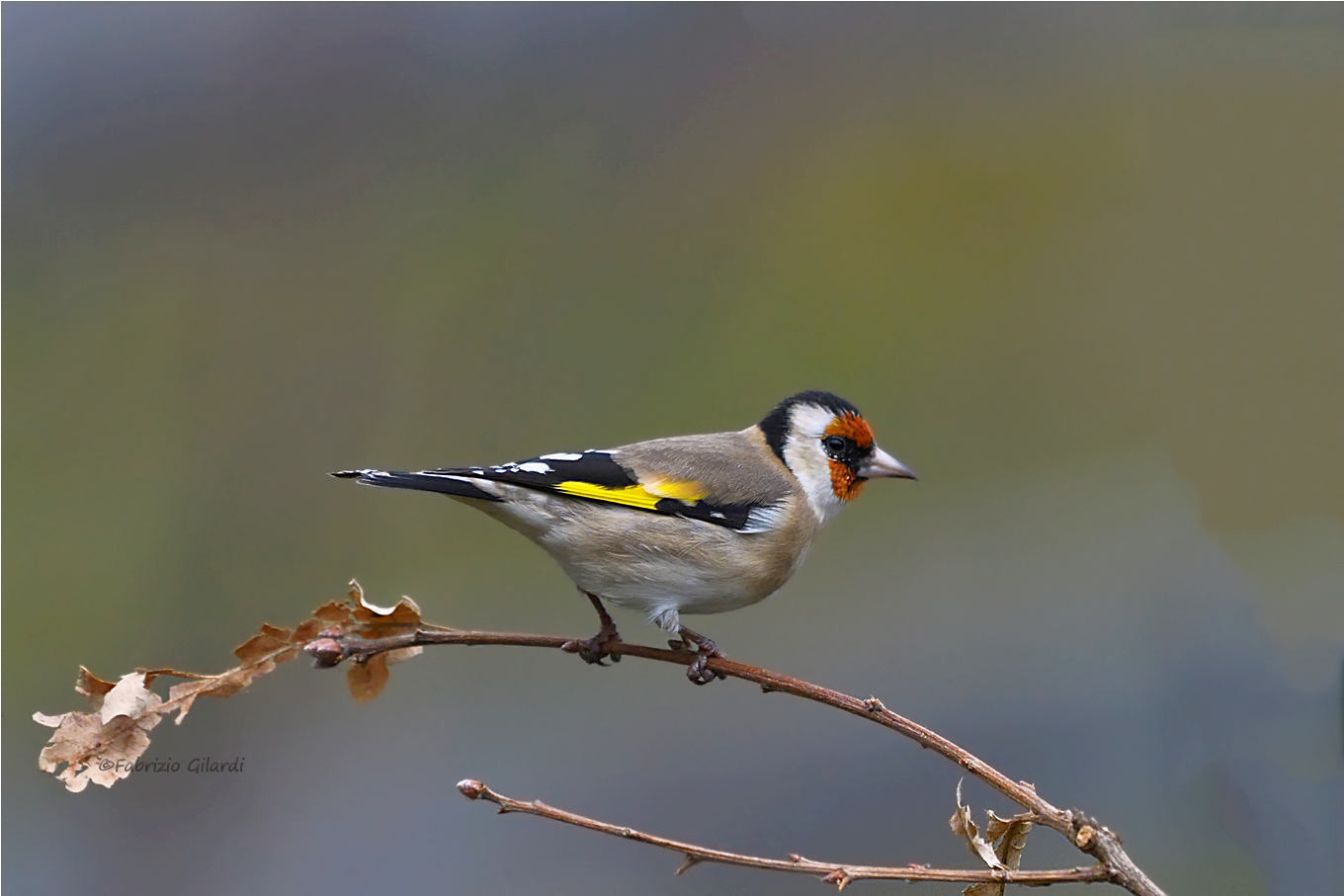 Goldfinch (Carduelis carduelis)