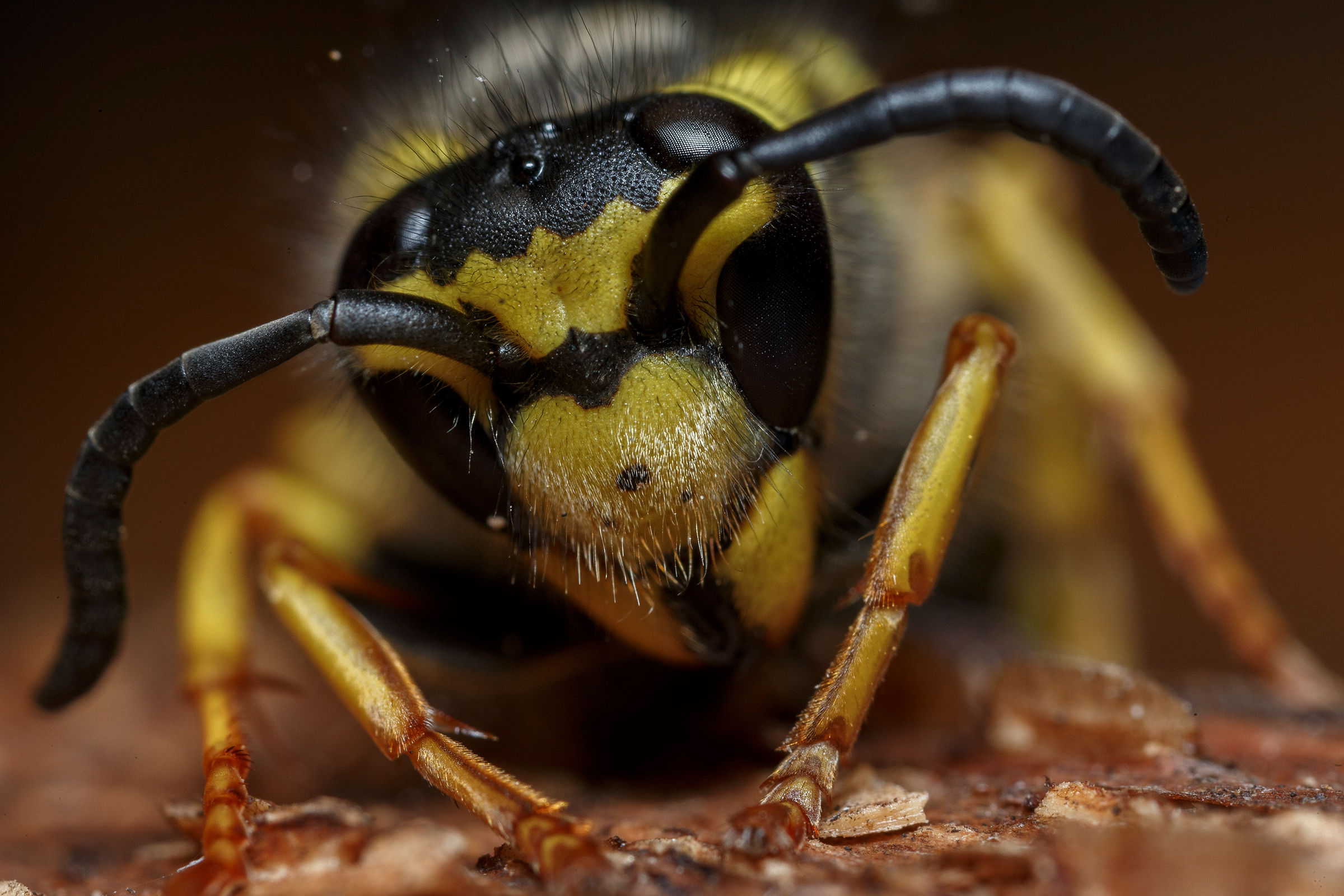 First try Canon mp-e