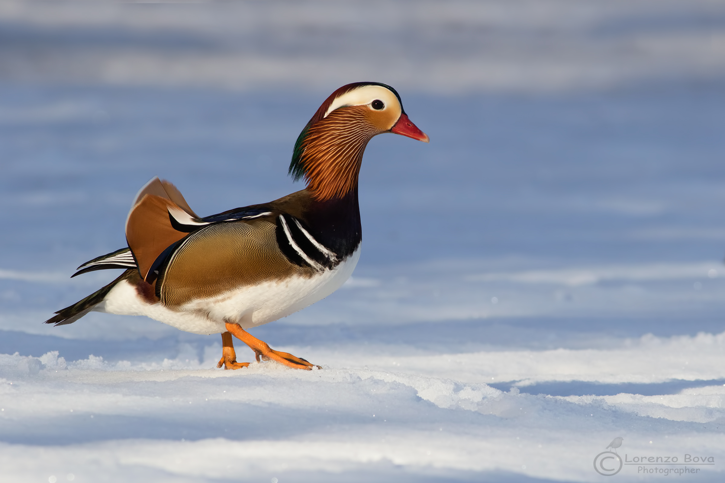 Una Mandarina al Ghiaccio ...