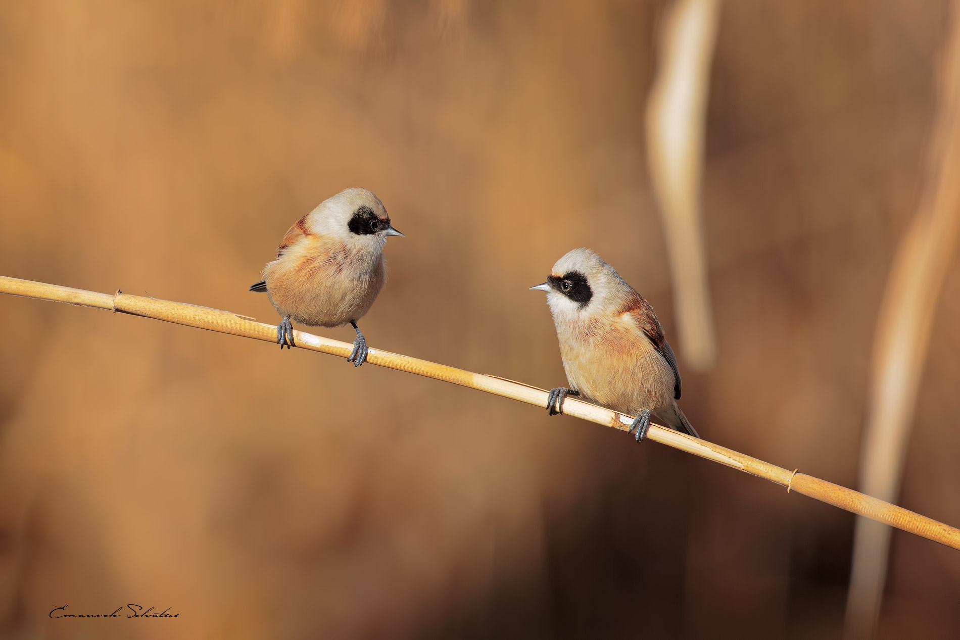 Pendolino (Remiz pendulinus)