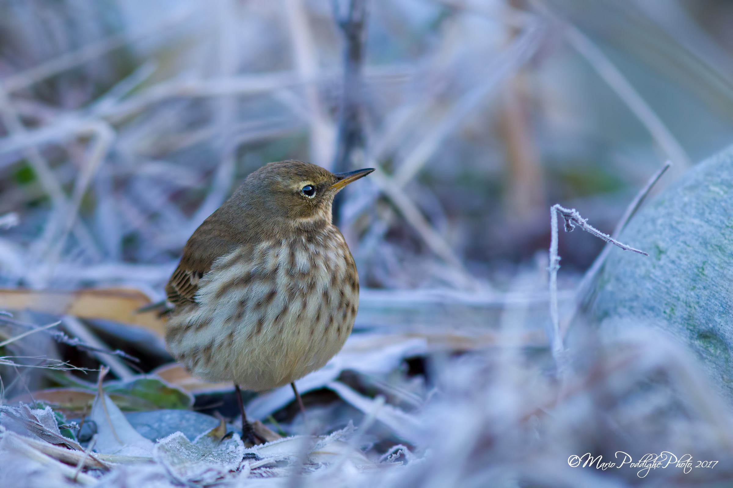 In the cold and in the frost ...