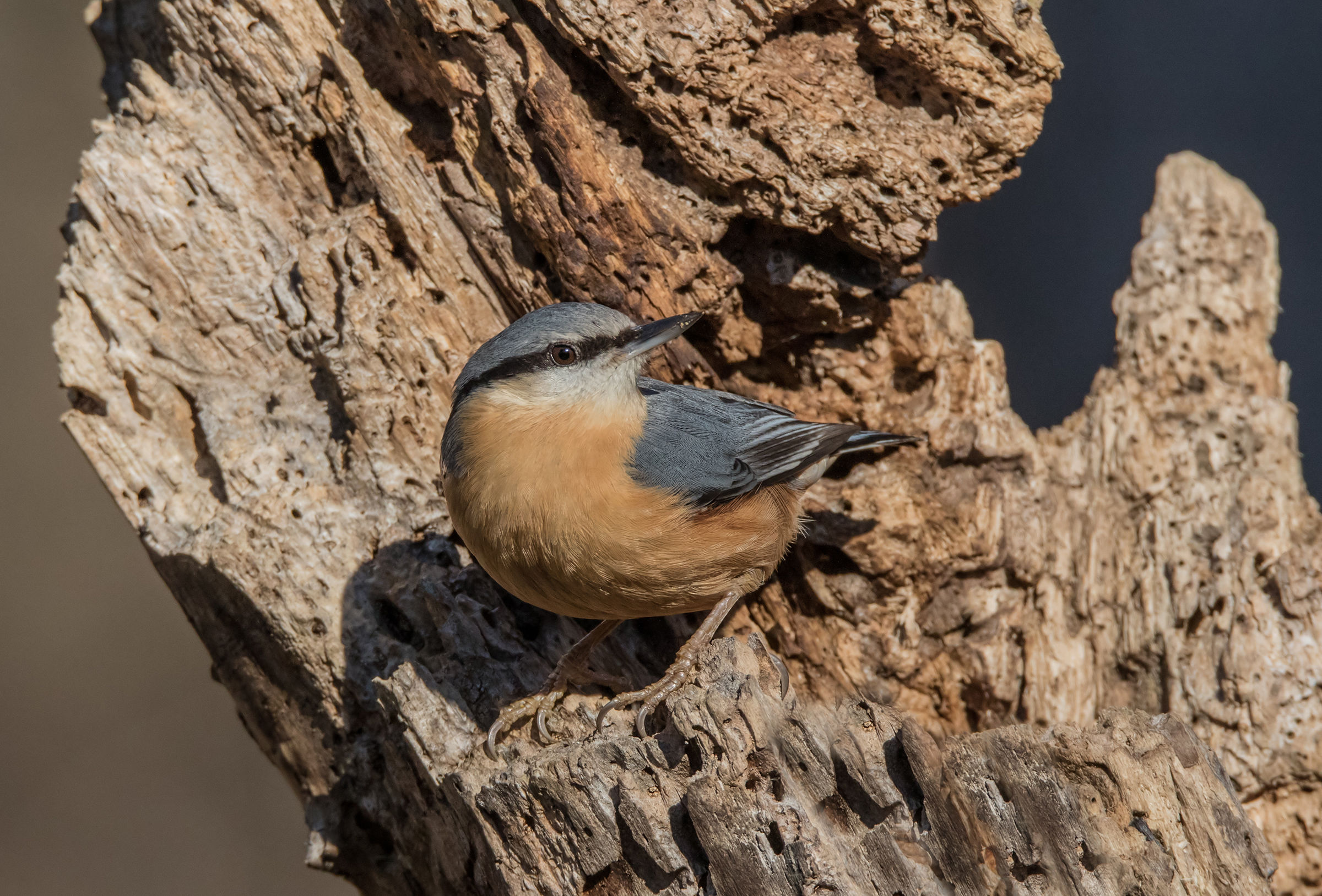Nuthatch